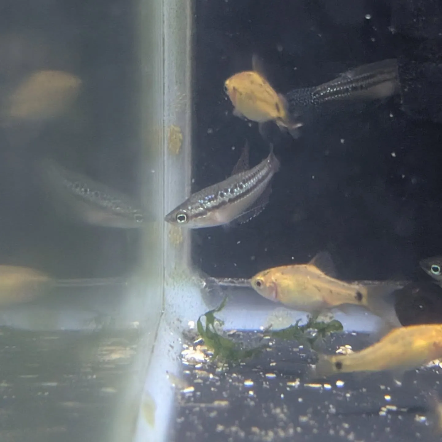 本日の入荷情報✨(金魚、熱帯魚)