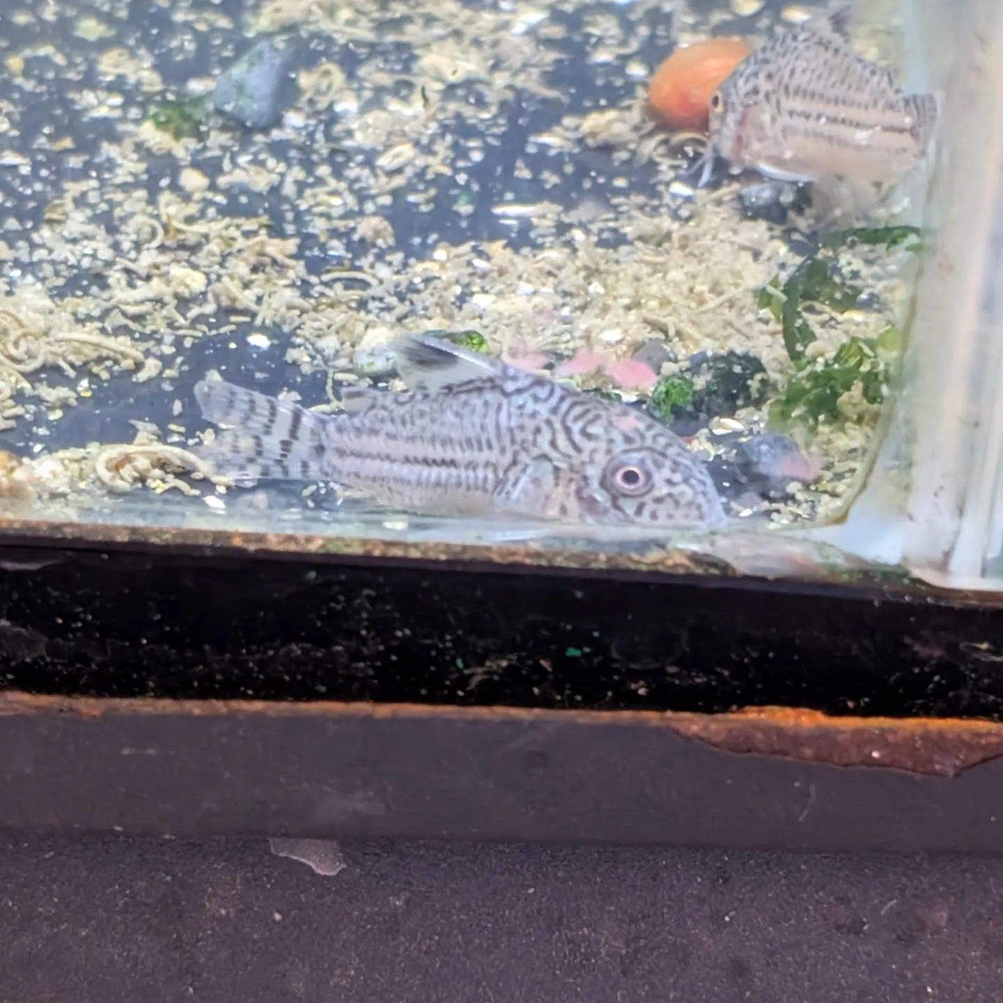 本日の入荷情報✨(金魚、熱帯魚)