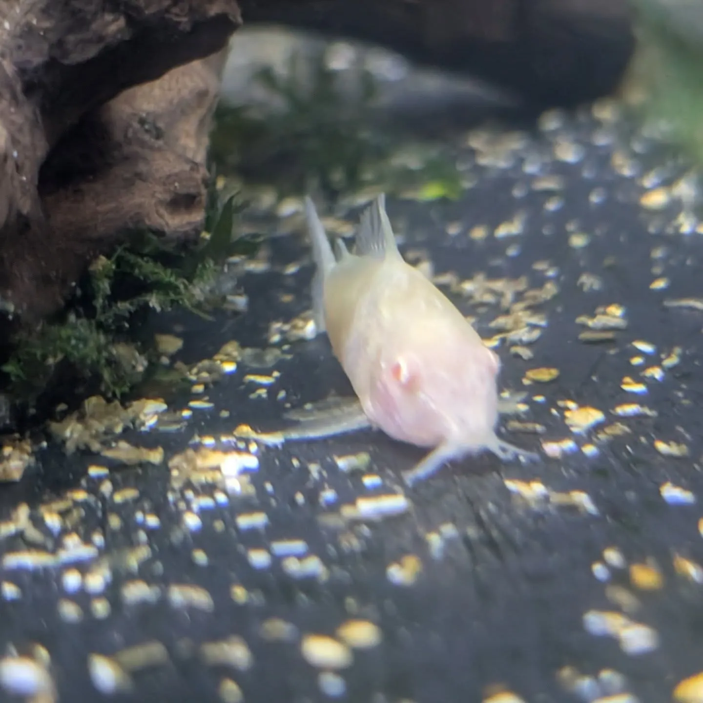 本日の入荷情報✨(金魚、熱帯魚)