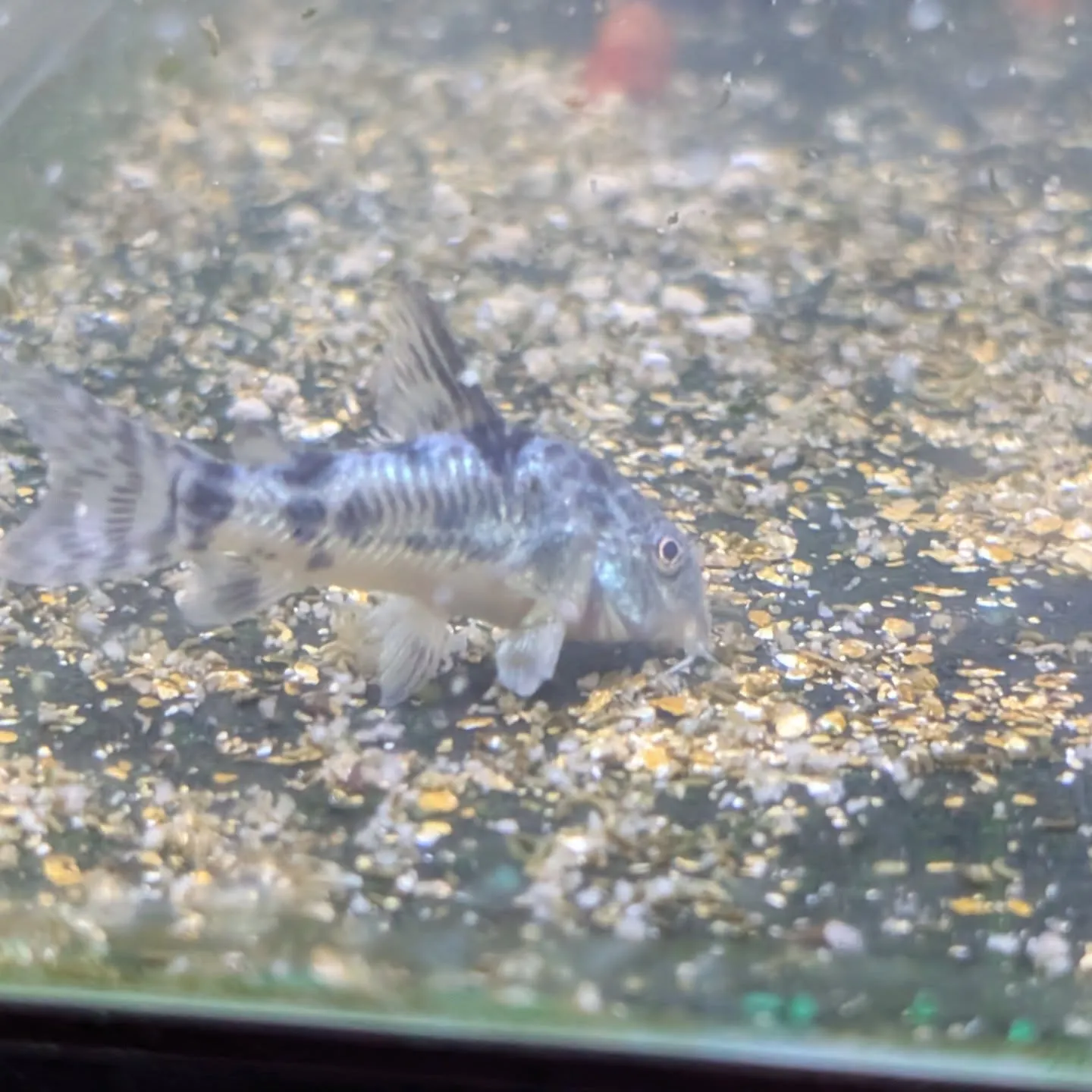 本日の入荷情報✨(金魚、熱帯魚)