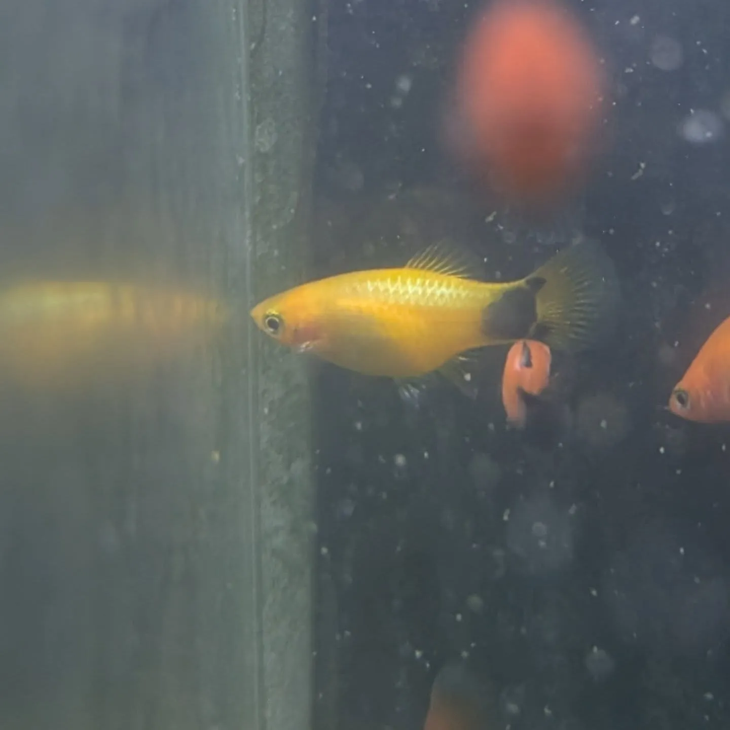 本日の入荷情報✨(金魚、熱帯魚)