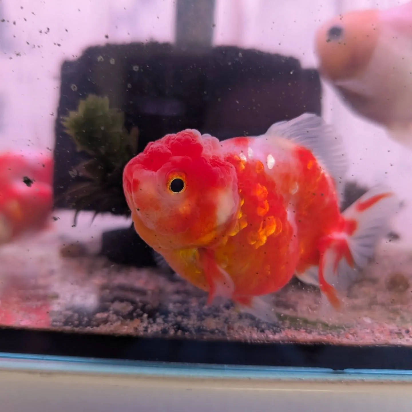 本日の入荷情報✨(金魚)