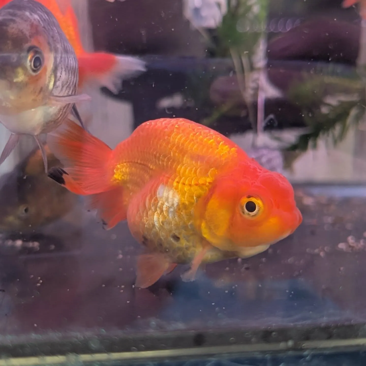 本日の入荷情報✨(金魚)