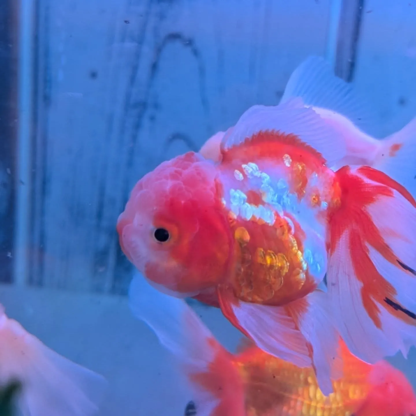 本日の入荷情報✨(金魚)