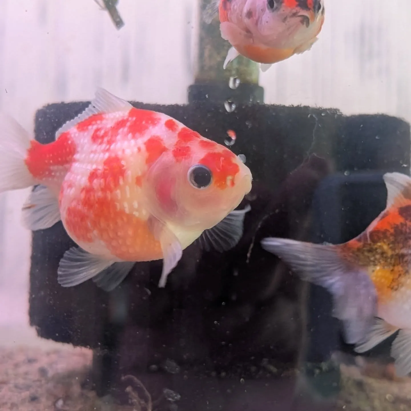 本日の入荷情報✨(金魚)