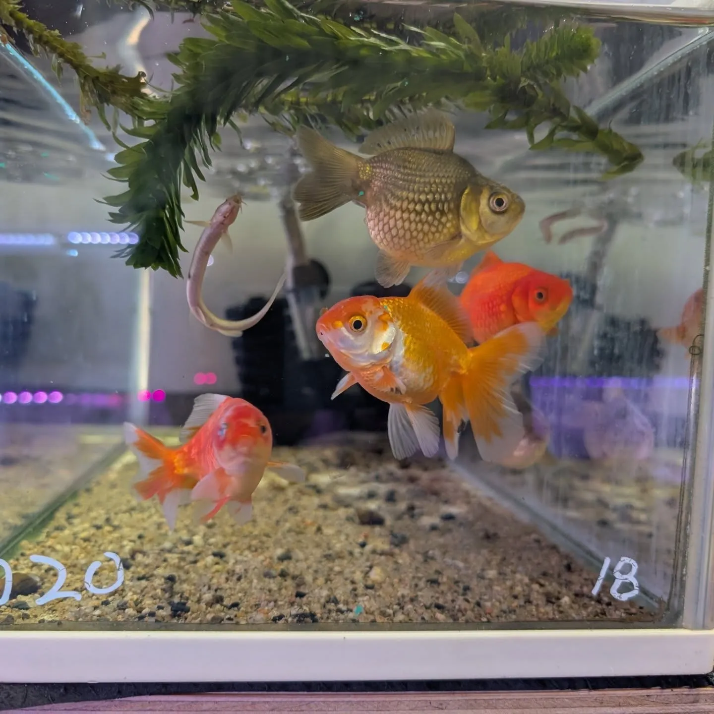 本日の入荷情報✨(金魚)