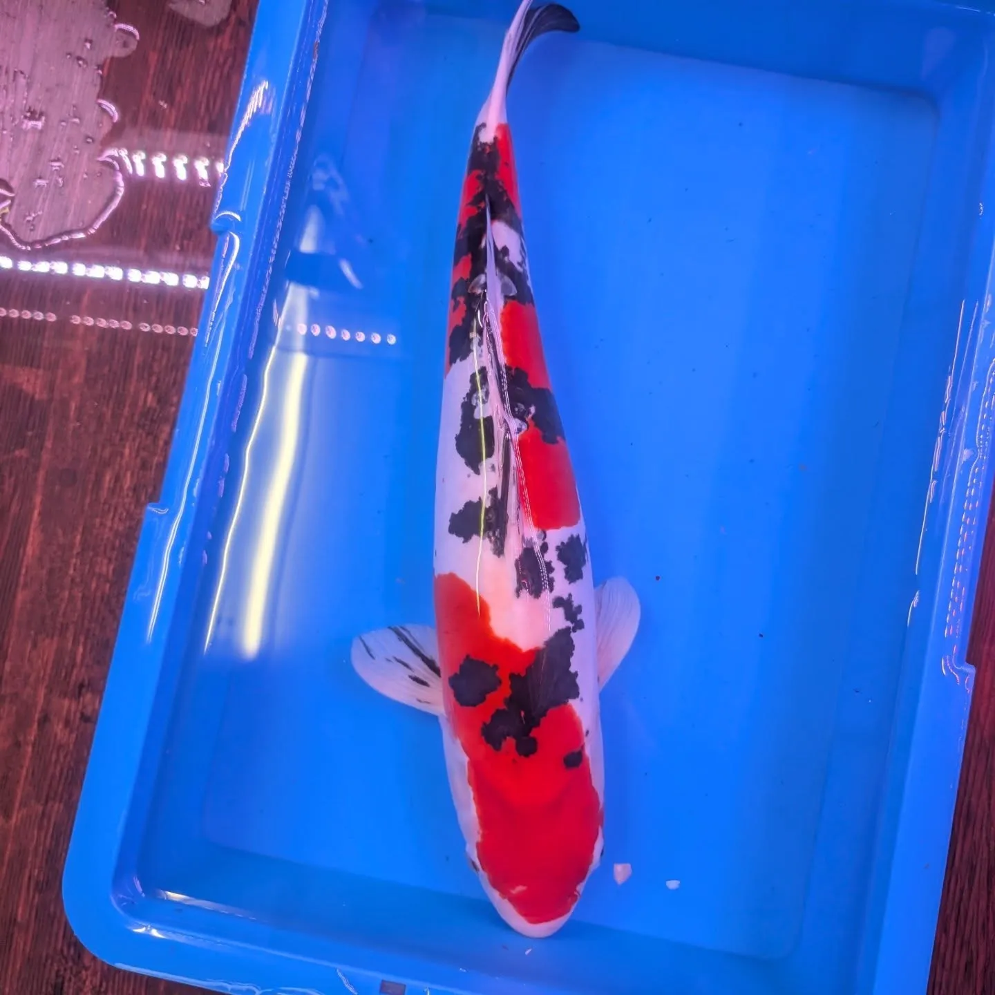 本日の入荷情報✨(鯉、金魚、熱帯魚)