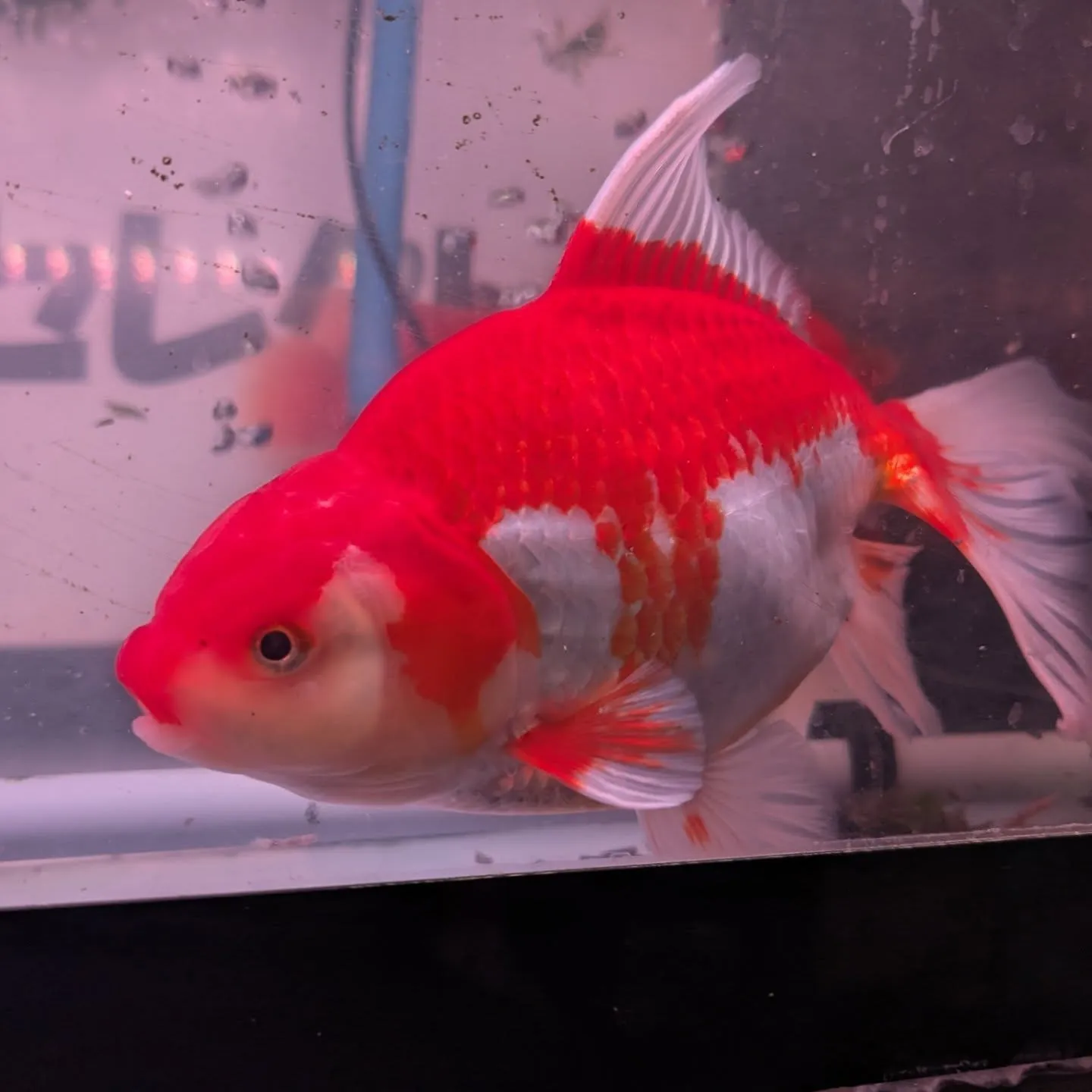 本日の入荷情報✨(鯉、金魚、熱帯魚)