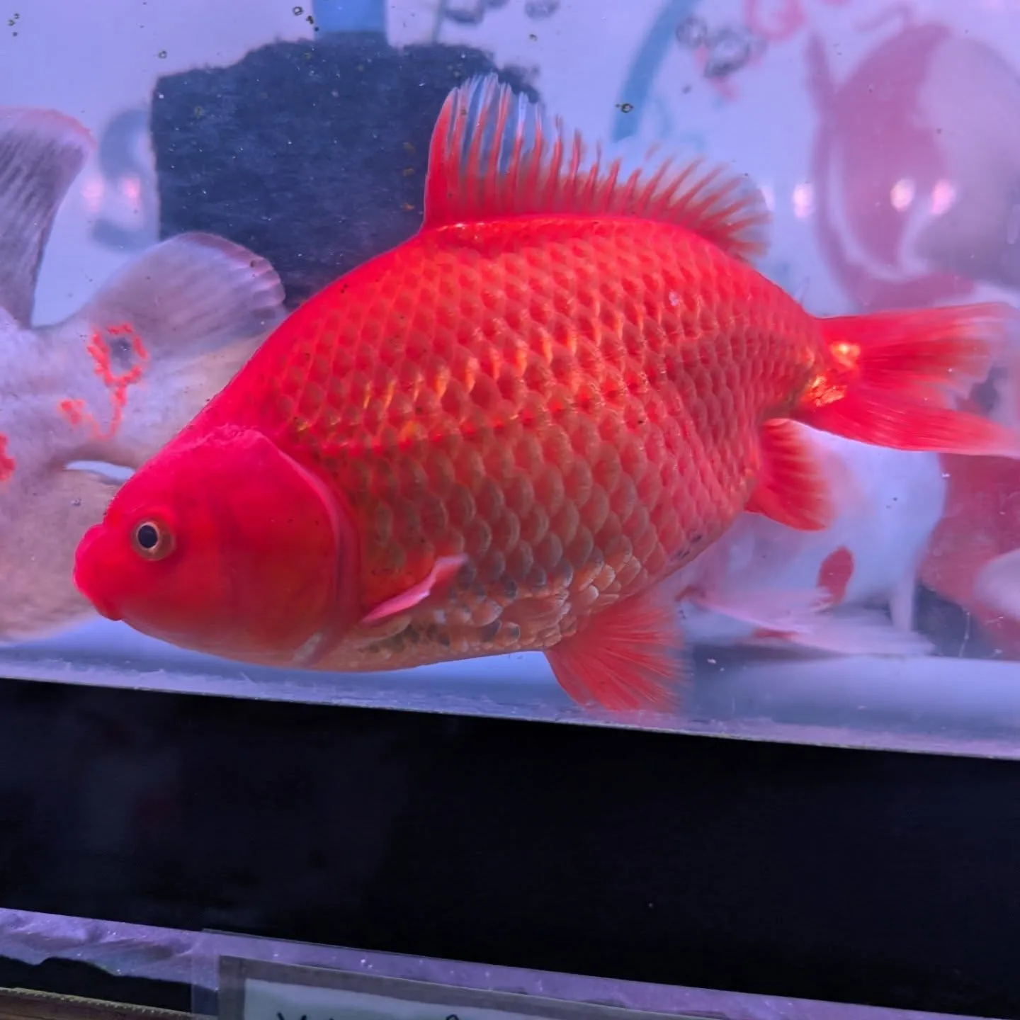 本日の入荷情報✨(鯉、金魚、熱帯魚)