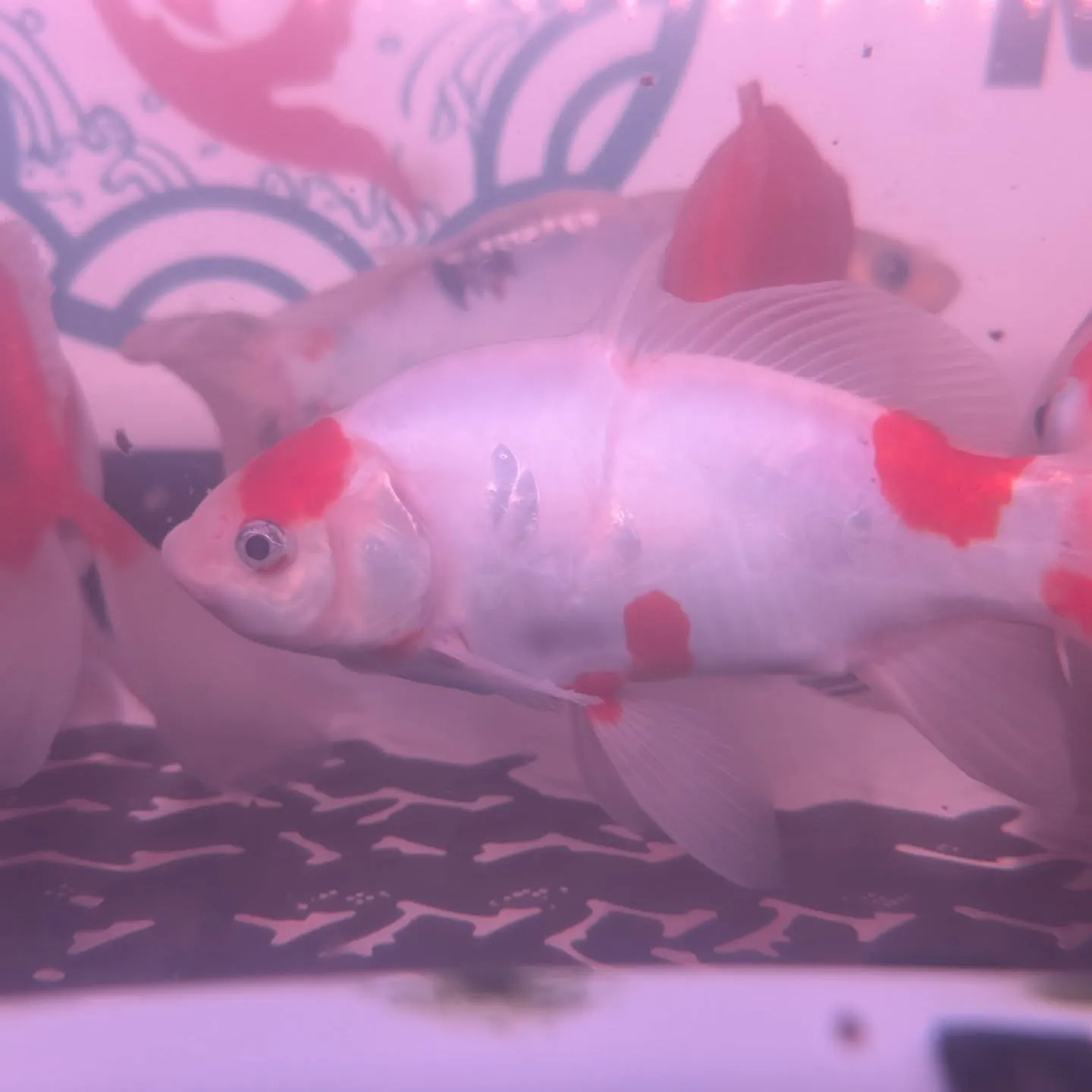 本日の入荷情報✨(鯉、金魚、熱帯魚)