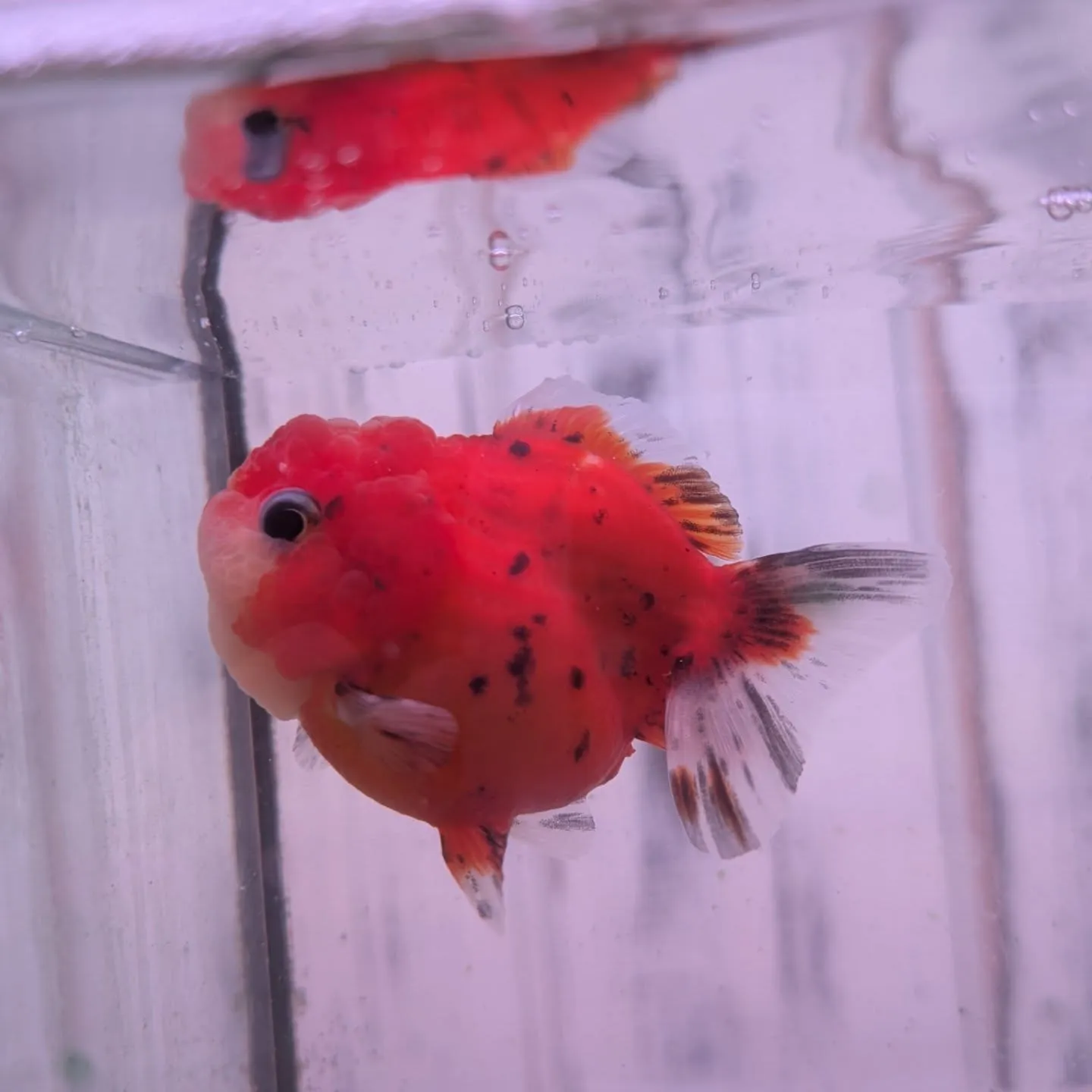 本日の入荷情報✨(鯉、金魚、熱帯魚)