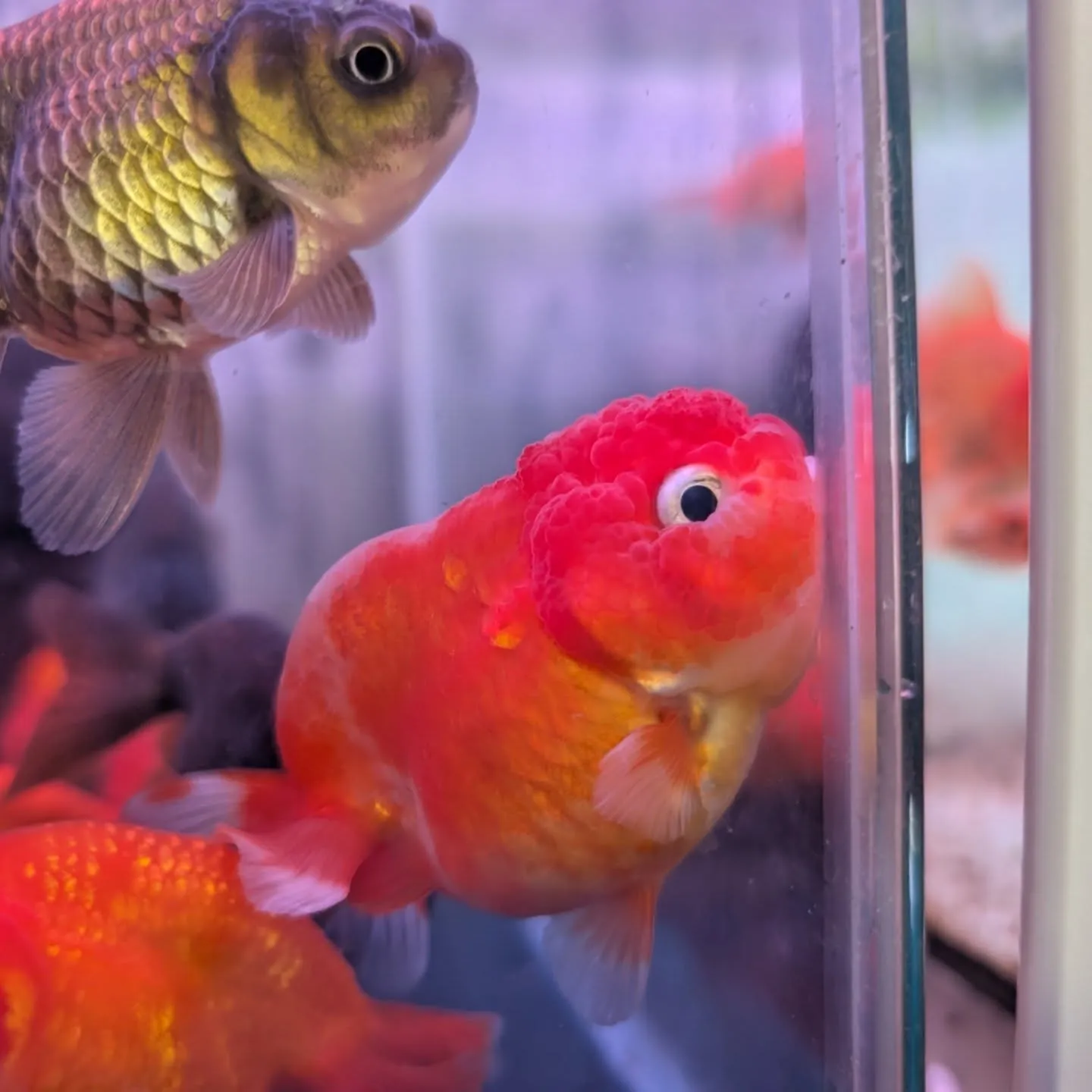 本日の入荷情報✨(鯉、金魚、熱帯魚)