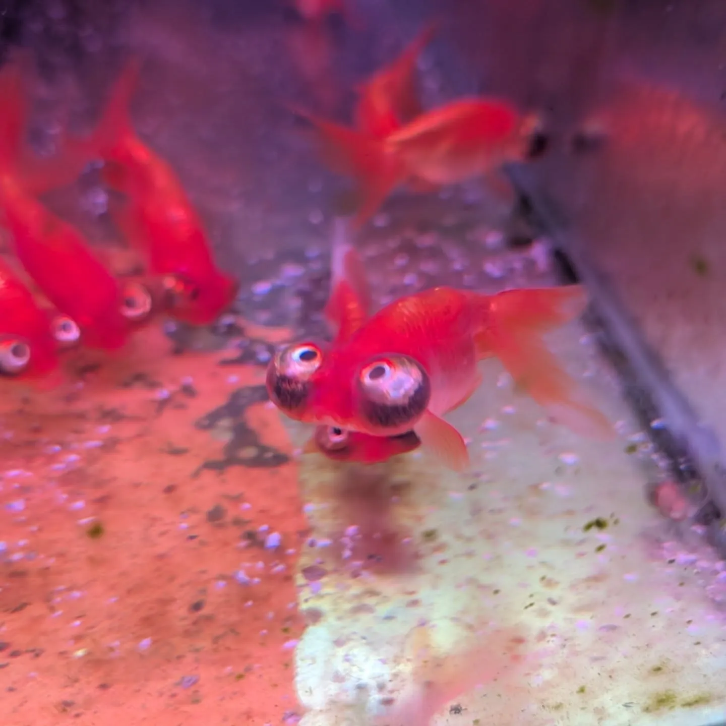 本日の入荷情報✨(鯉、金魚、熱帯魚)