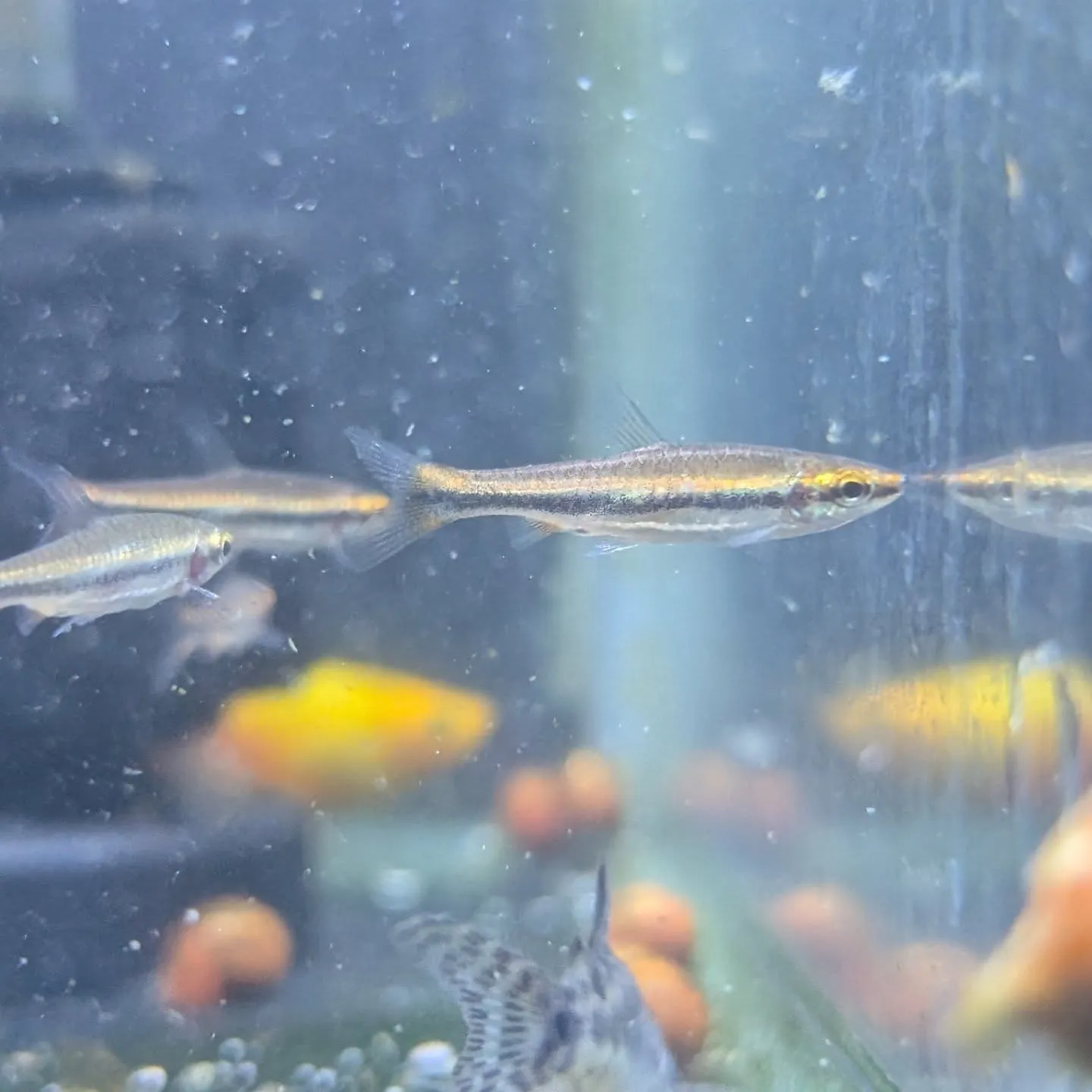 本日の入荷情報✨(鯉、金魚、熱帯魚)