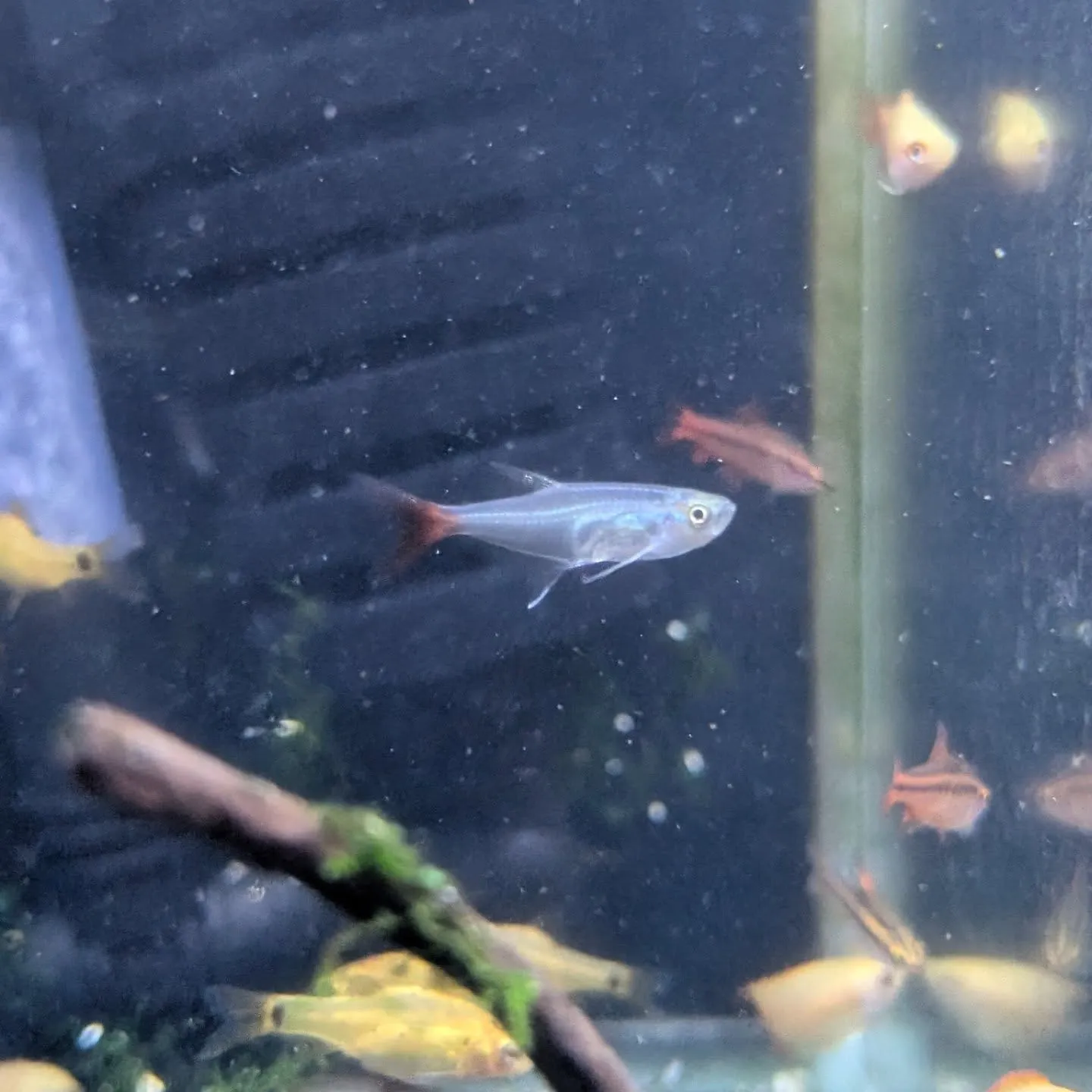 本日の入荷情報✨(鯉、金魚、熱帯魚)