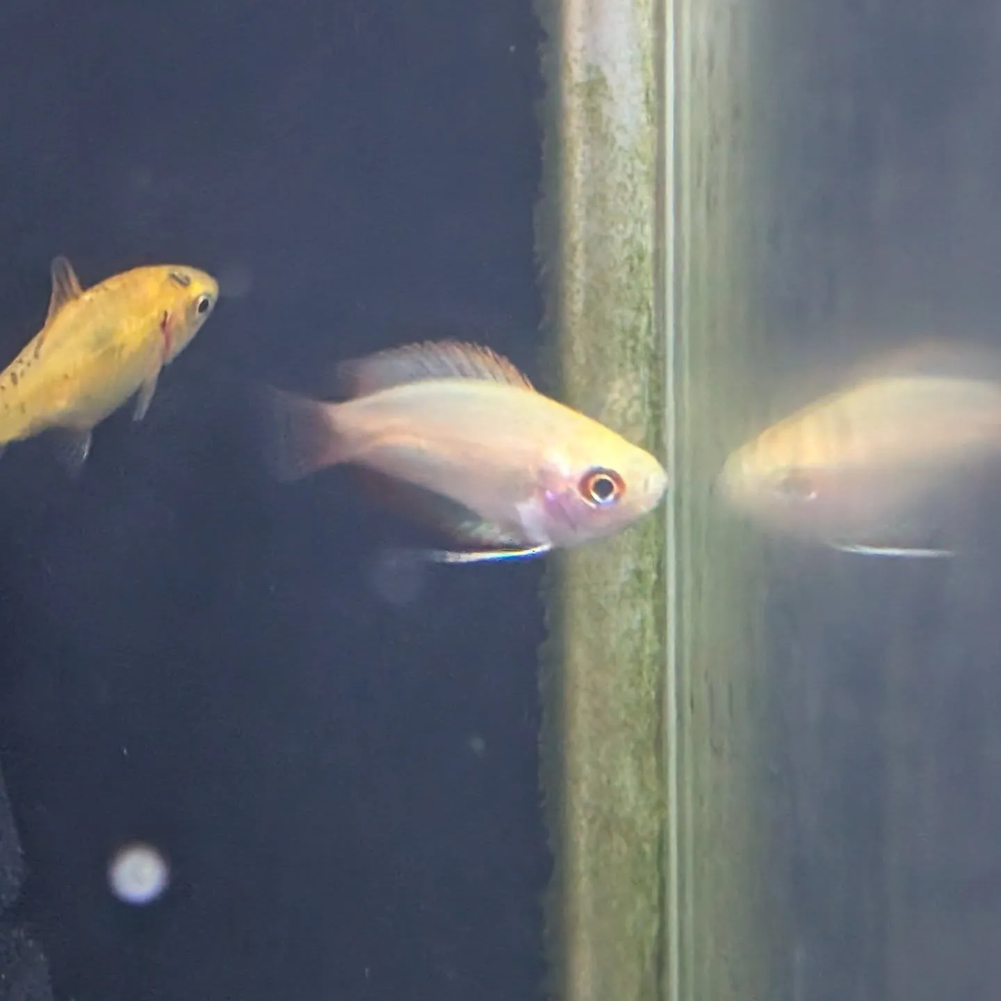 本日の入荷情報✨(鯉、金魚、熱帯魚)