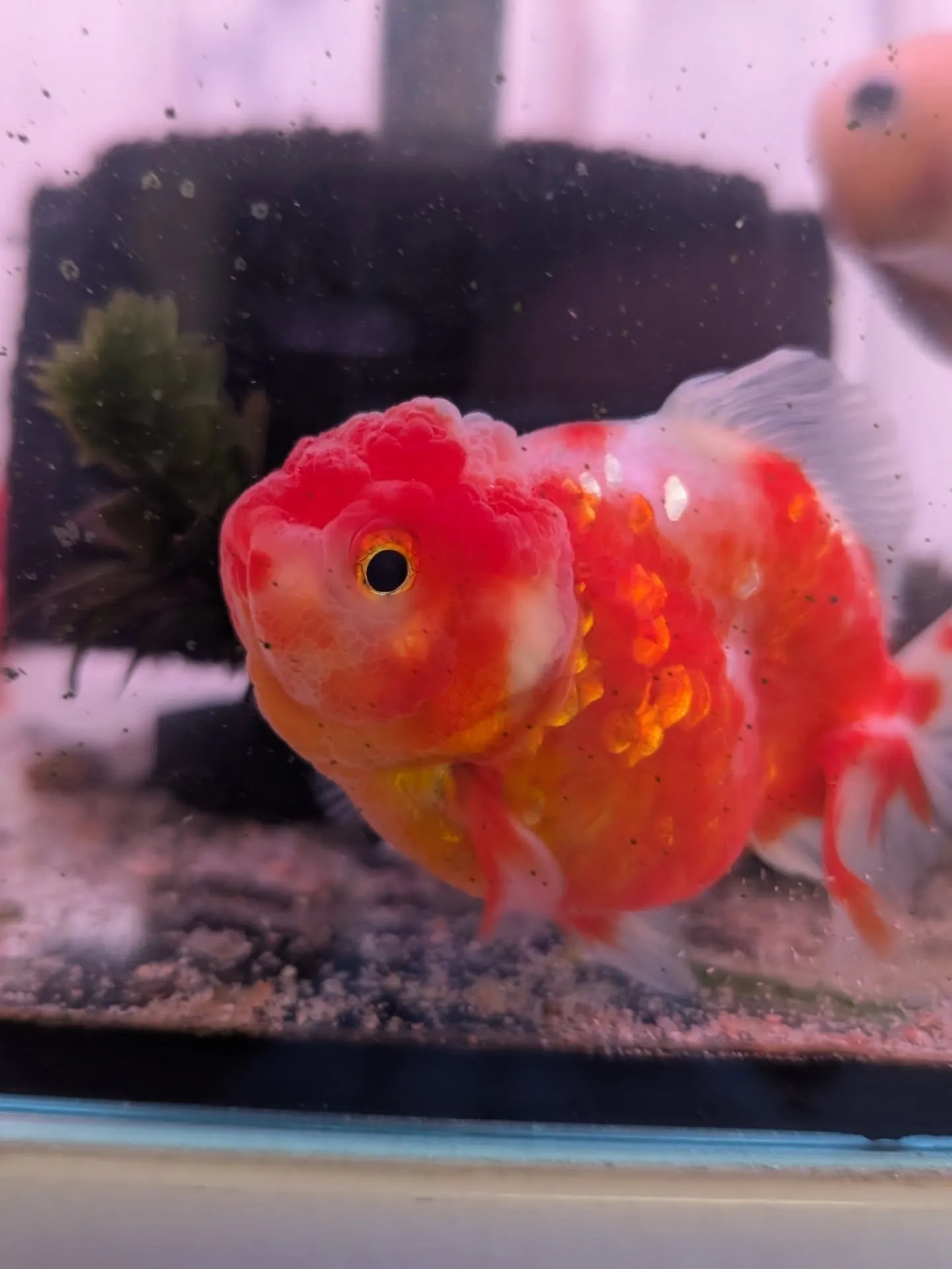 本日金魚セール最終日🎉