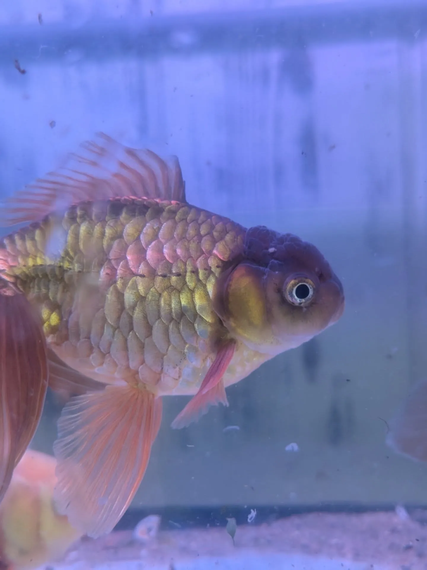 本日金魚セール最終日🎉