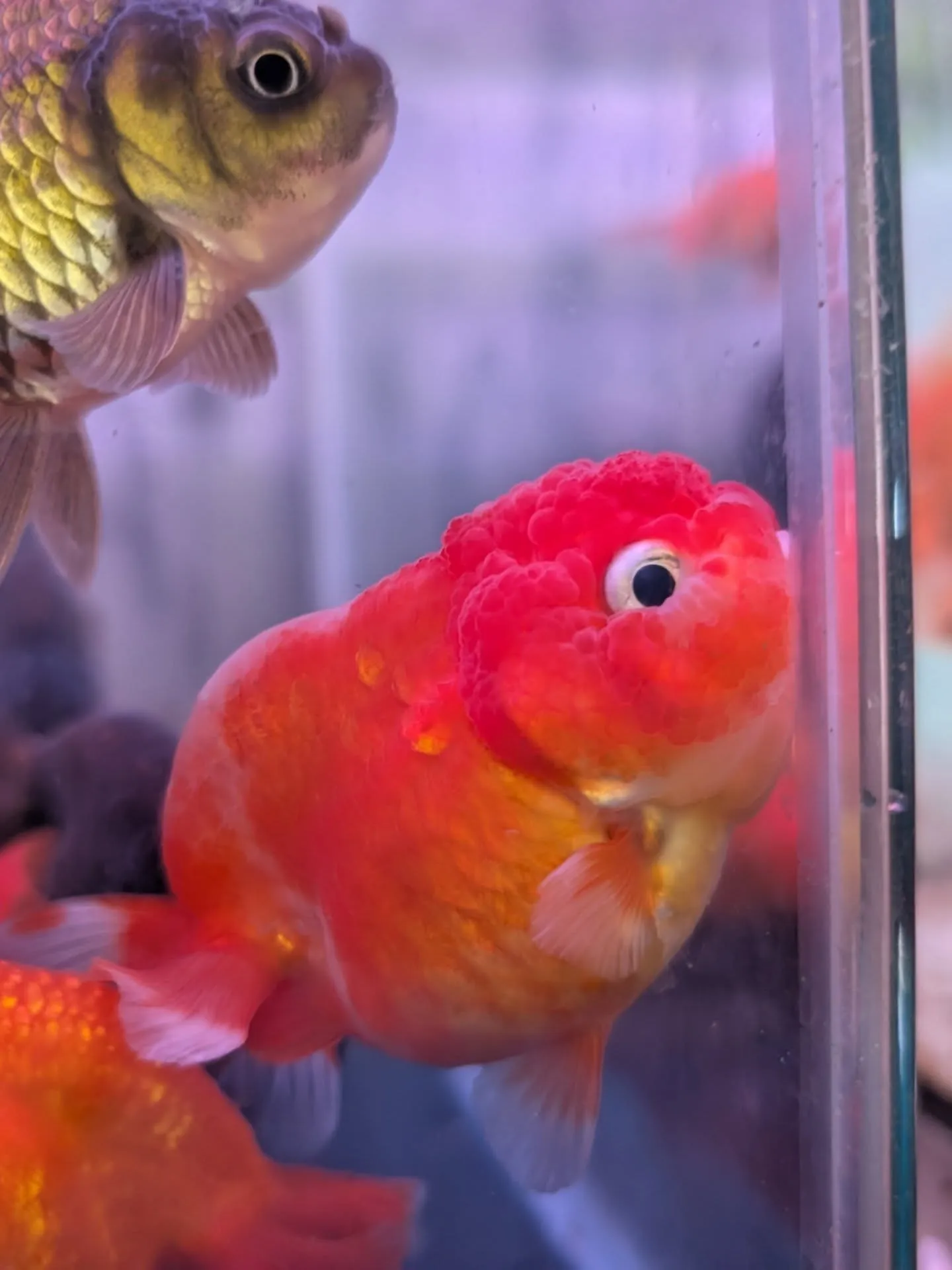 本日金魚セール最終日🎉