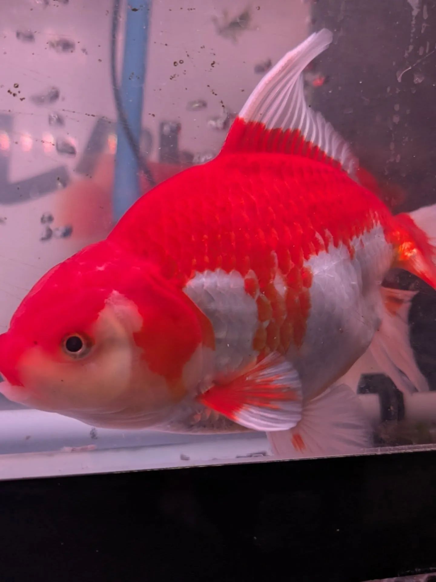 本日金魚セール最終日🎉