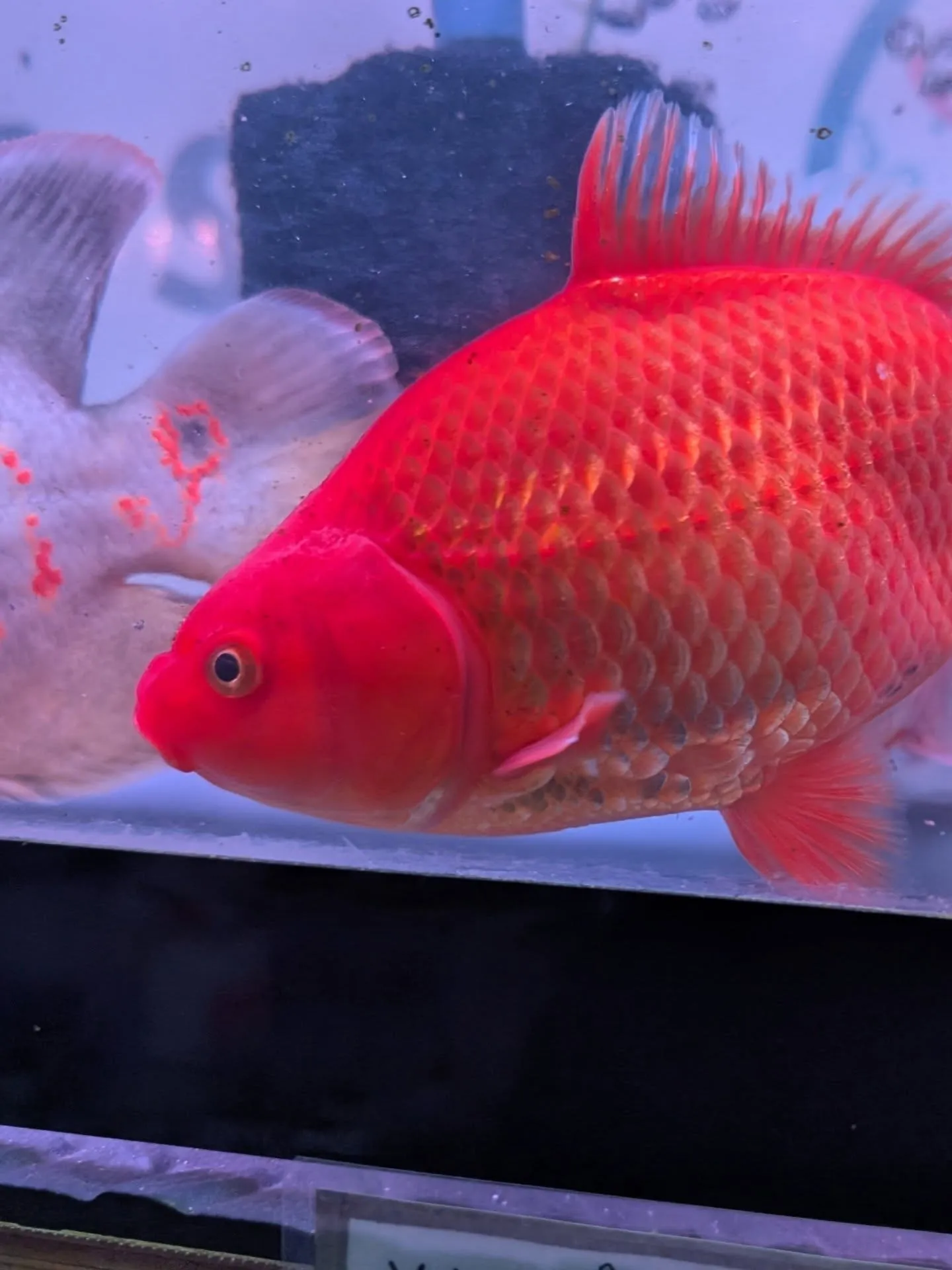 本日金魚セール最終日🎉