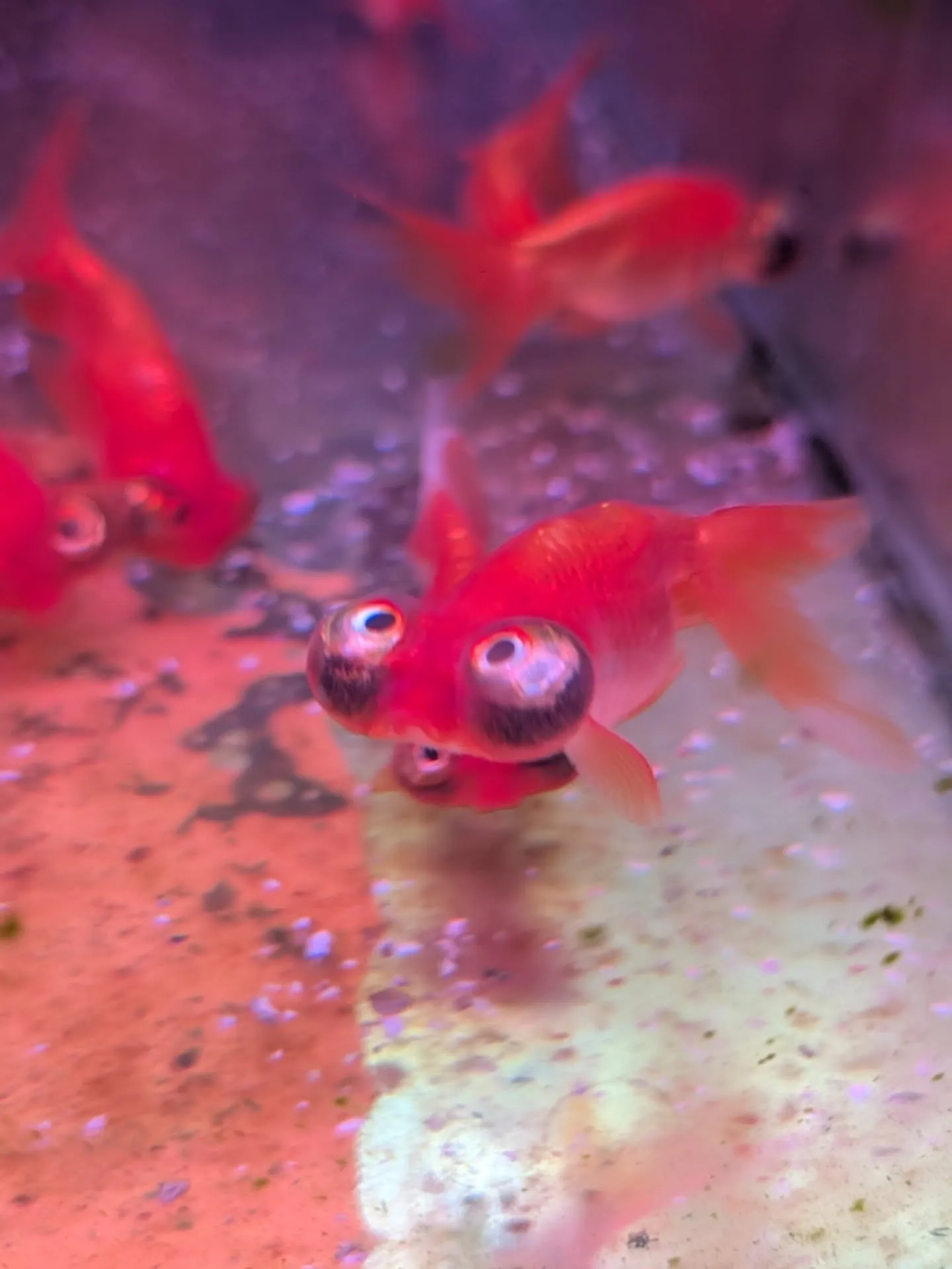 本日金魚セール最終日🎉