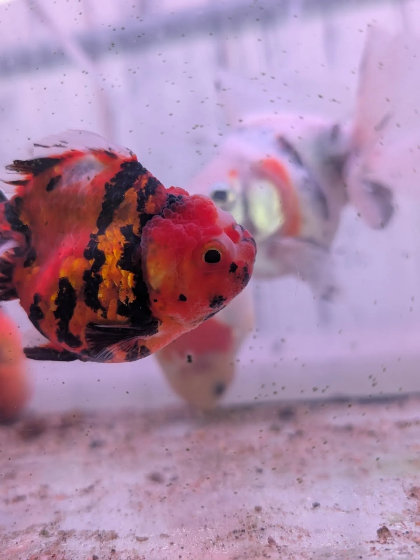 本日金魚セール最終日🎉