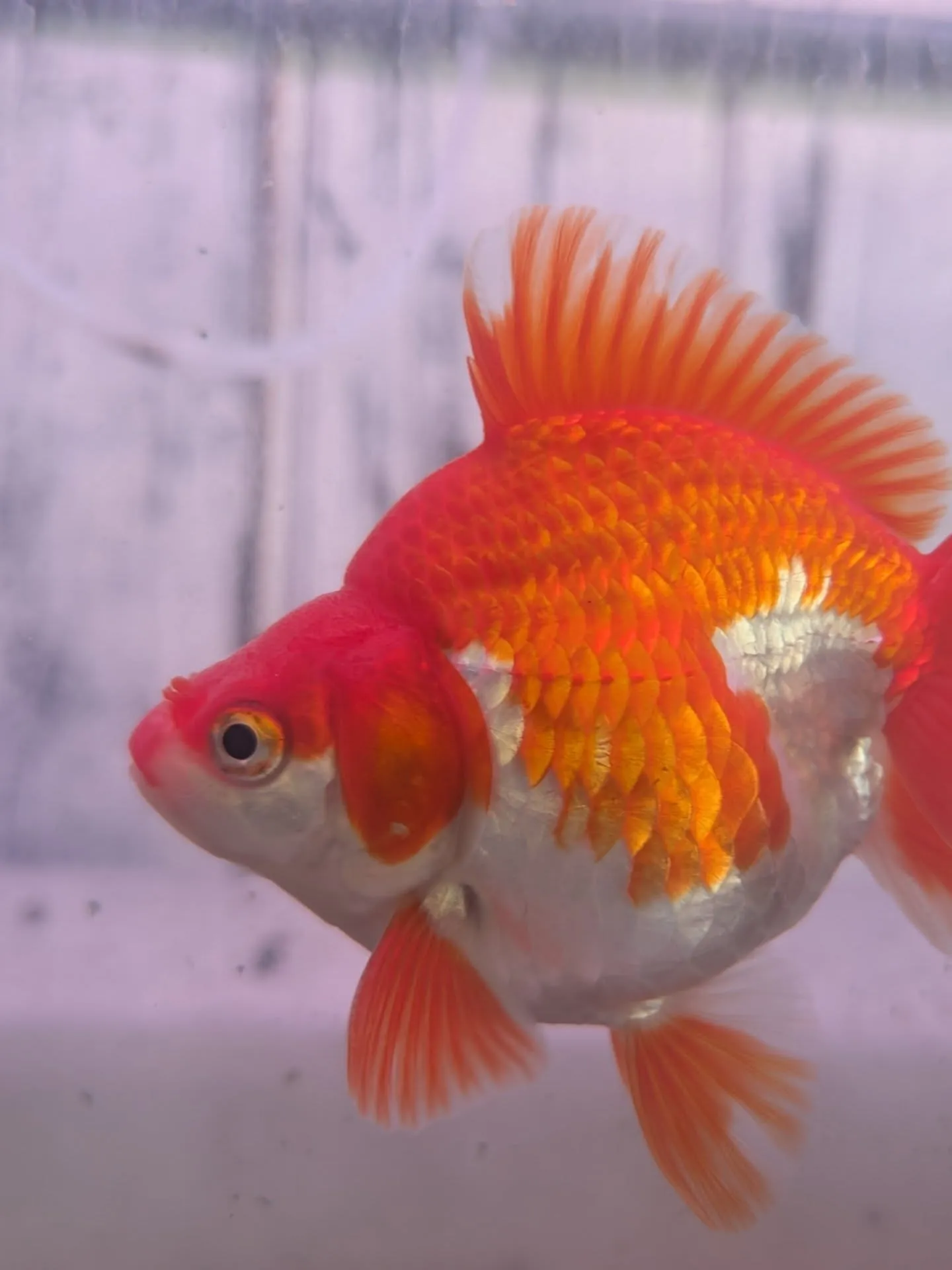 本日金魚セール最終日🎉