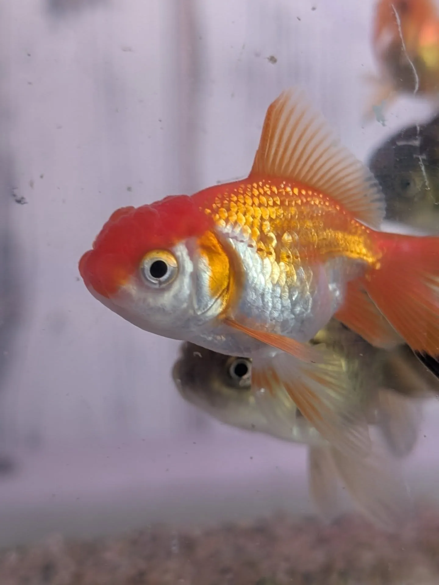 本日金魚セール最終日🎉