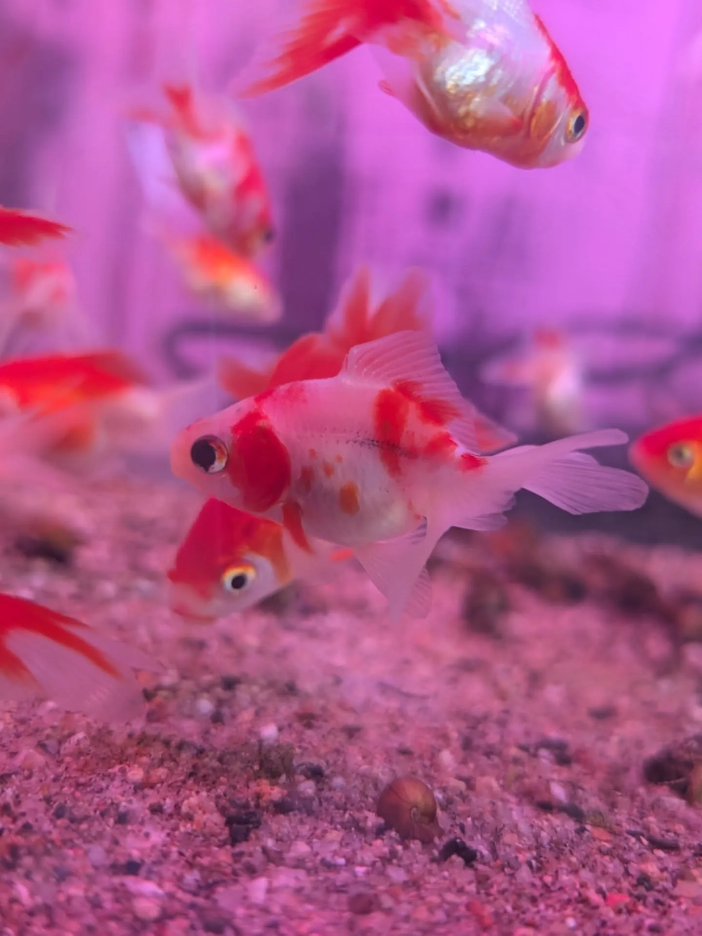 本日金魚セール最終日🎉