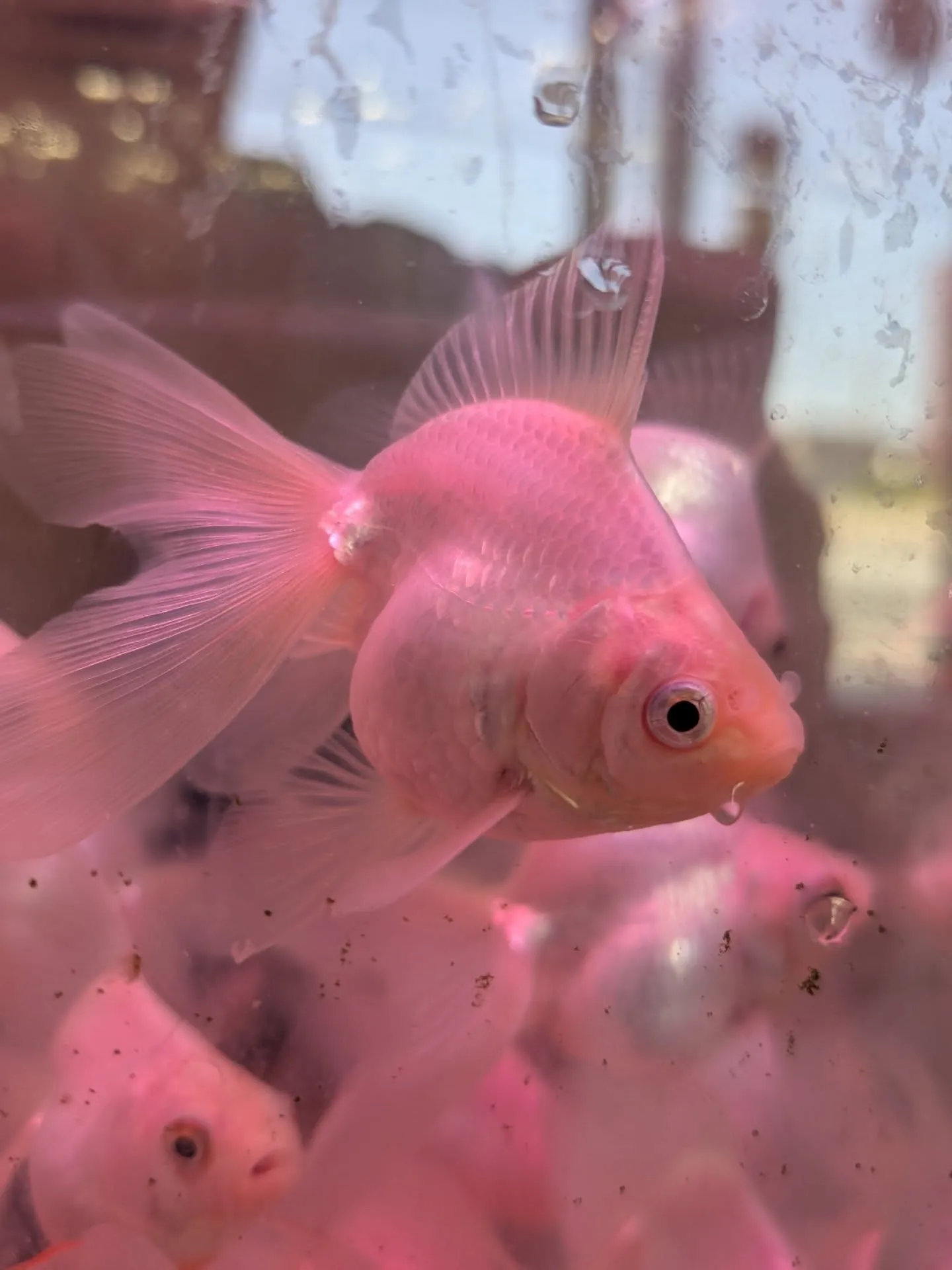 本日金魚セール最終日🎉