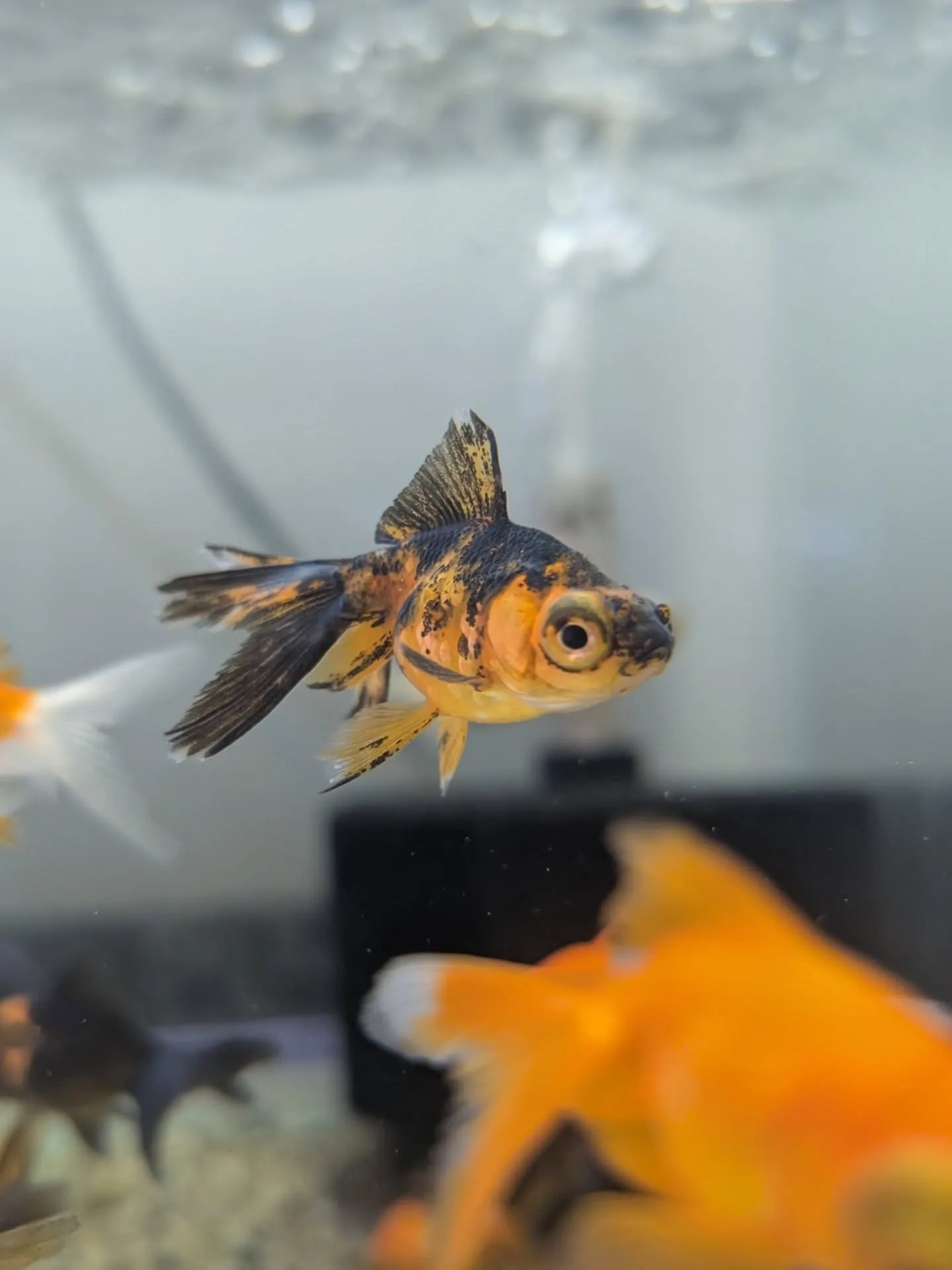 本日金魚セール最終日🎉