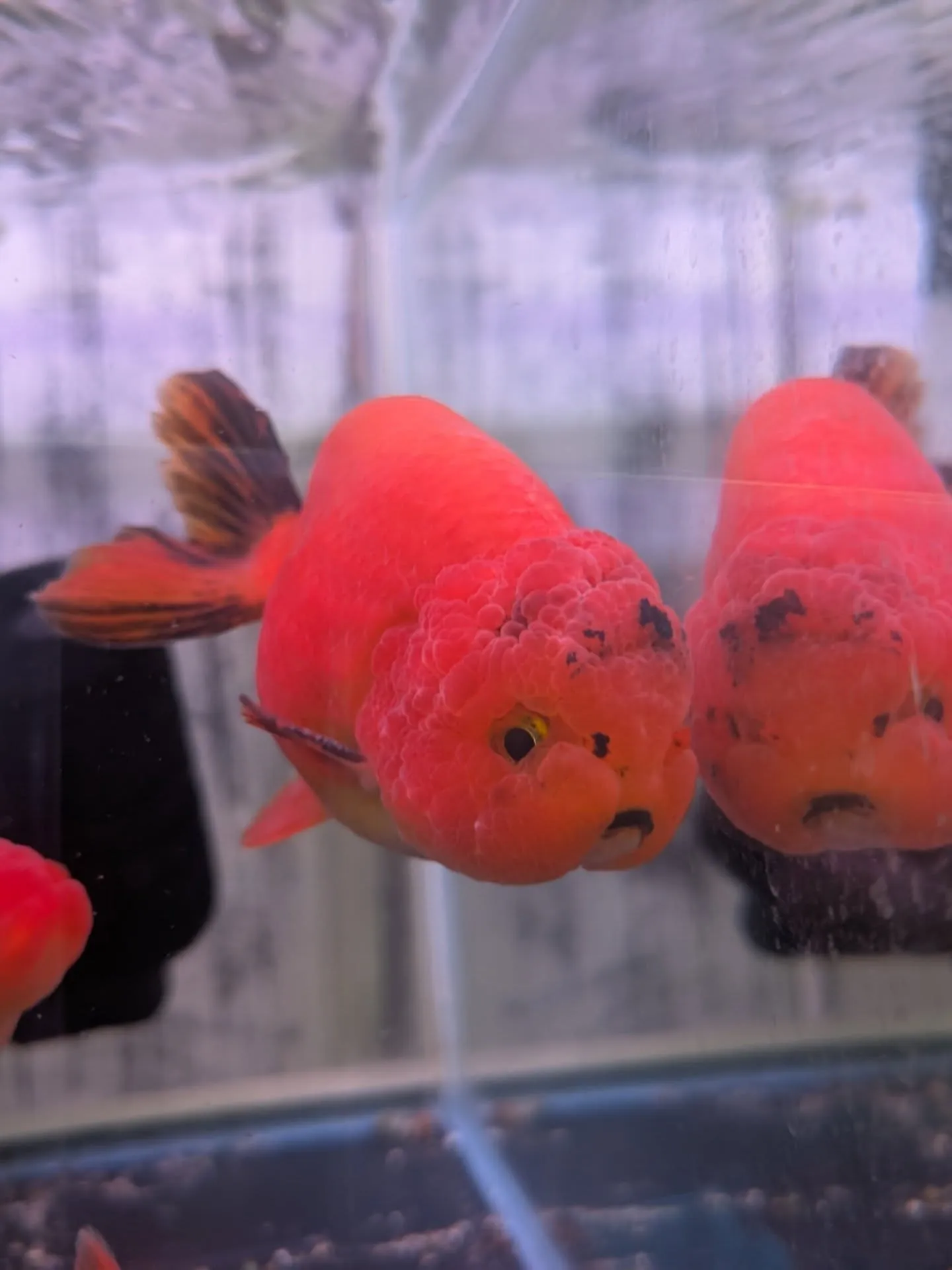 本日金魚セール最終日🎉