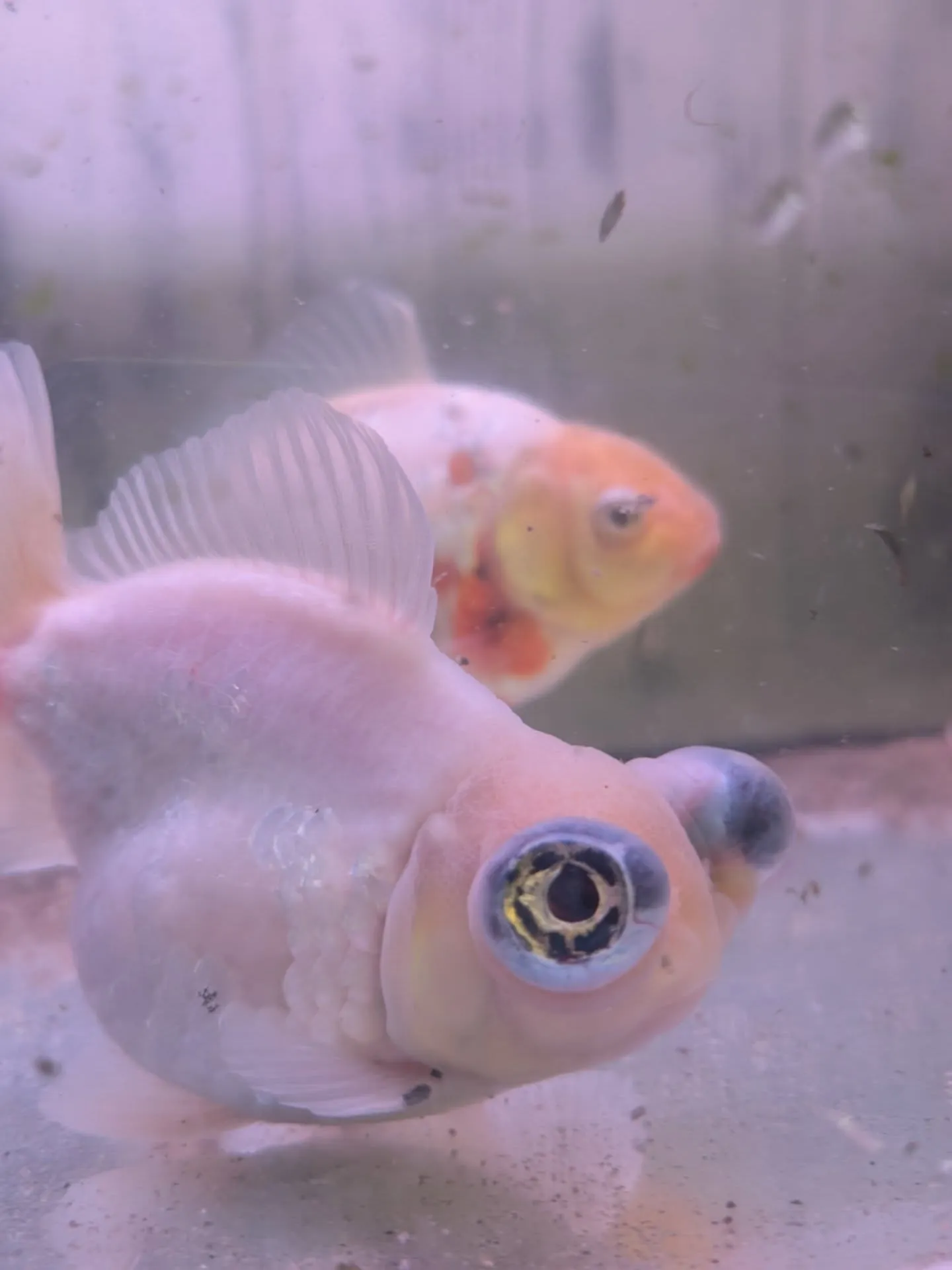 本日金魚セール最終日🎉