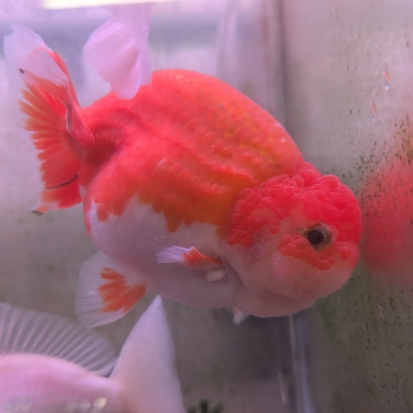 本日の入荷情報✨(金魚、鯉、熱帯魚)