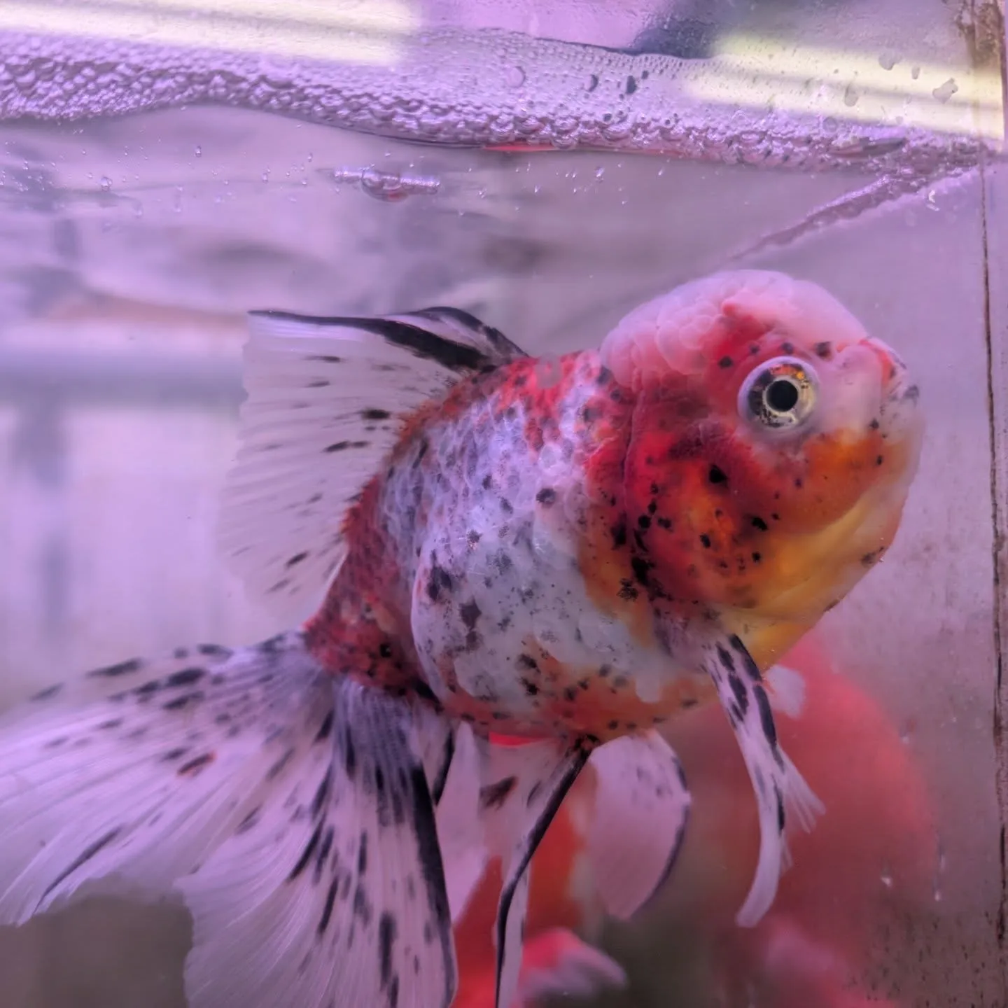 本日の入荷情報✨(金魚、鯉、熱帯魚)