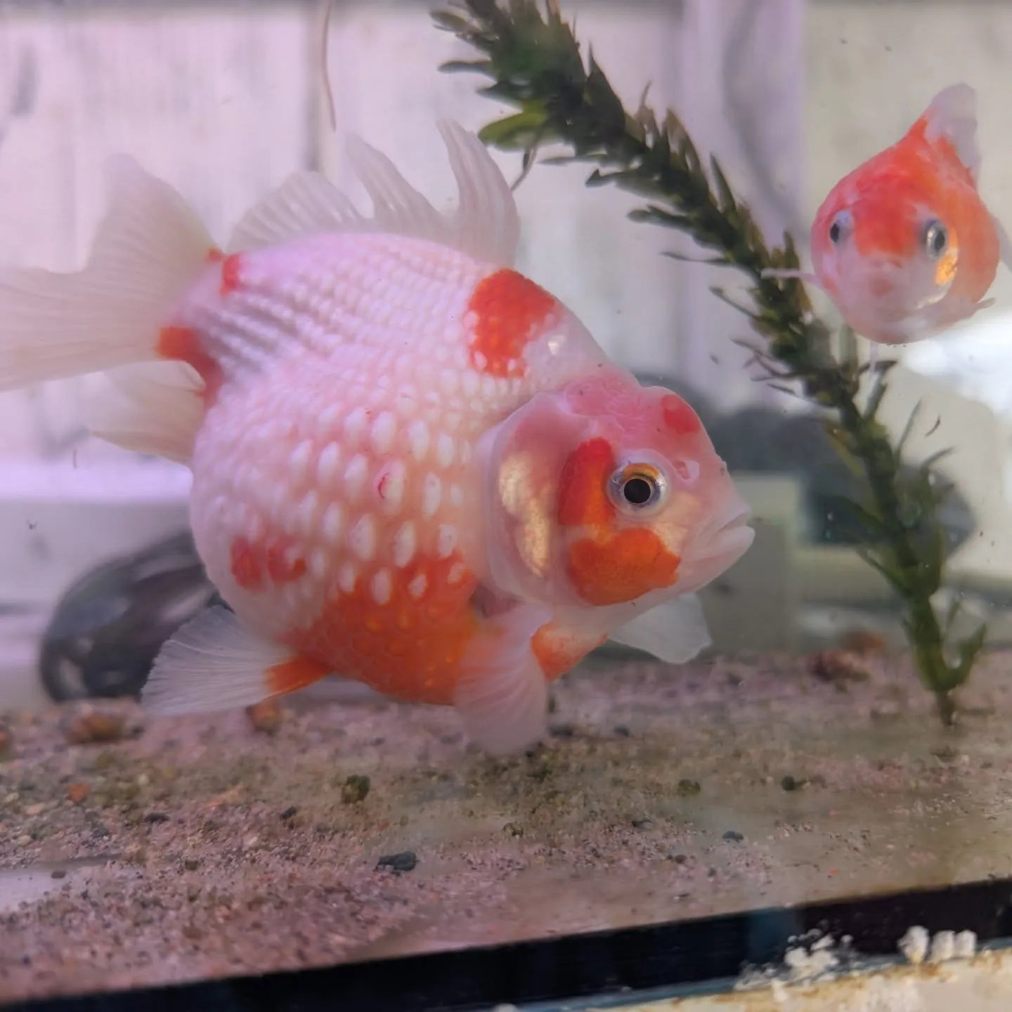 本日の入荷情報✨(金魚、鯉、熱帯魚)