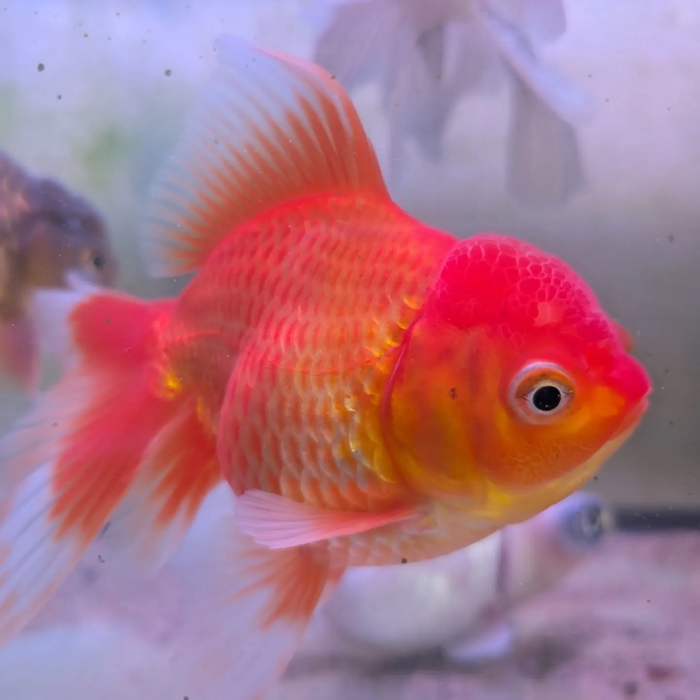 本日の入荷情報✨(金魚、鯉、熱帯魚)