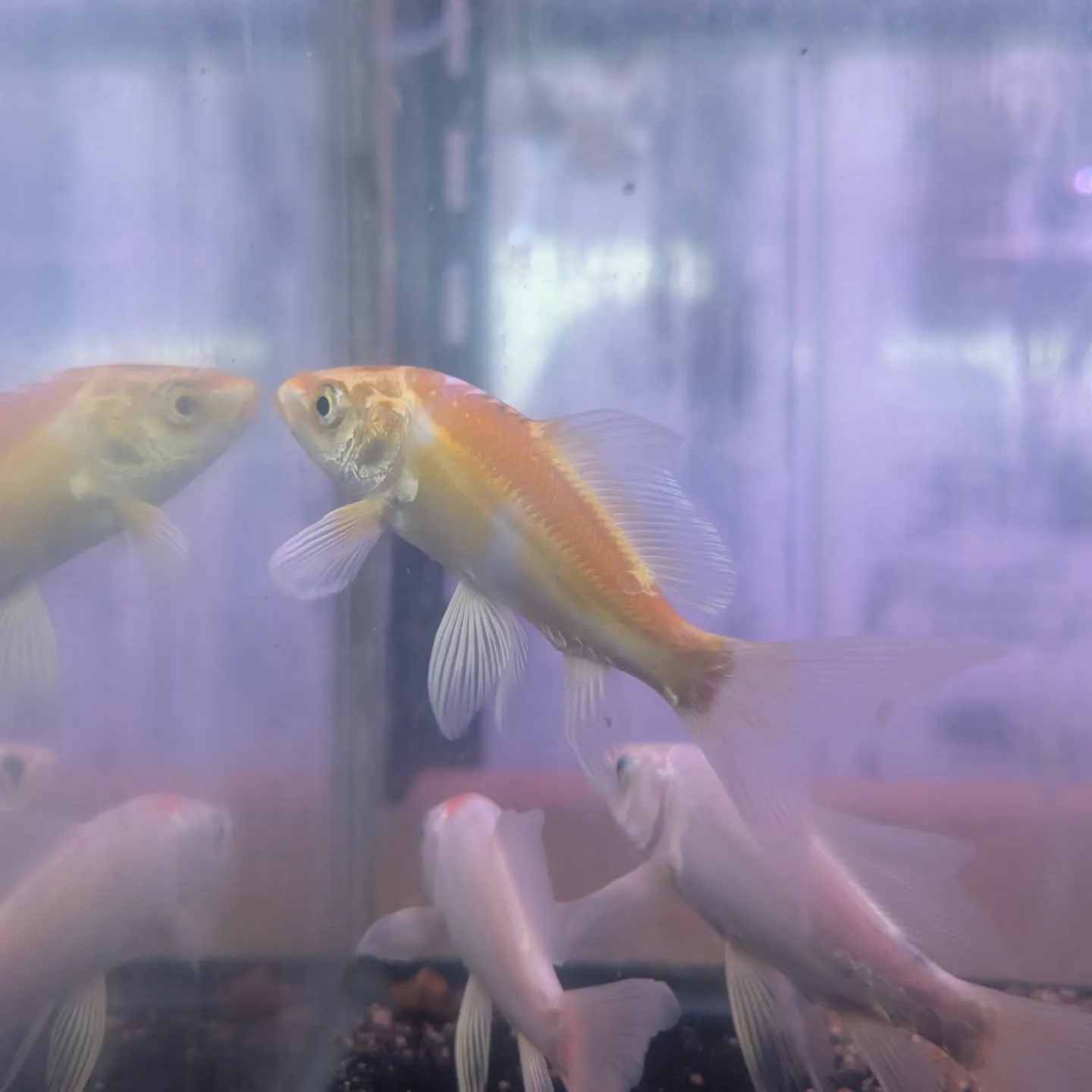 本日の入荷情報✨(金魚、鯉、熱帯魚)