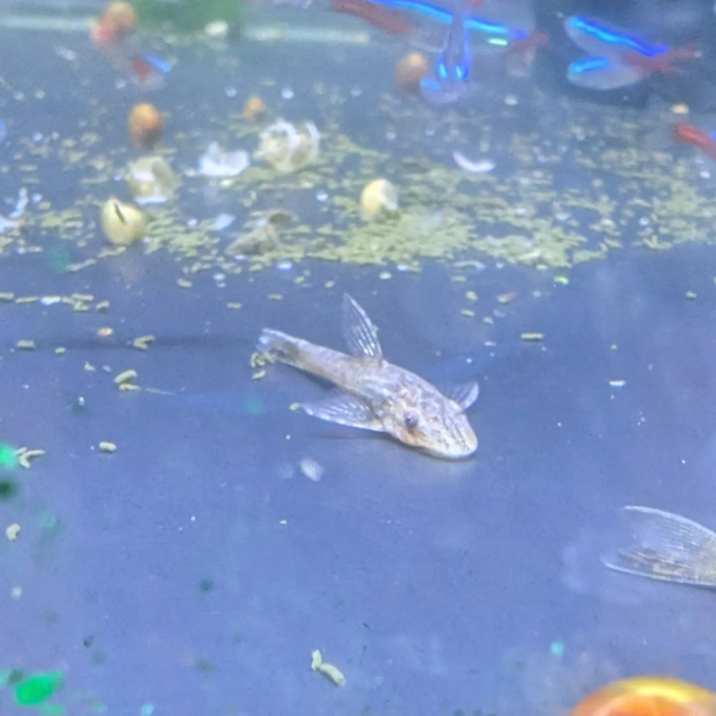 本日の入荷情報✨(金魚、鯉、熱帯魚)