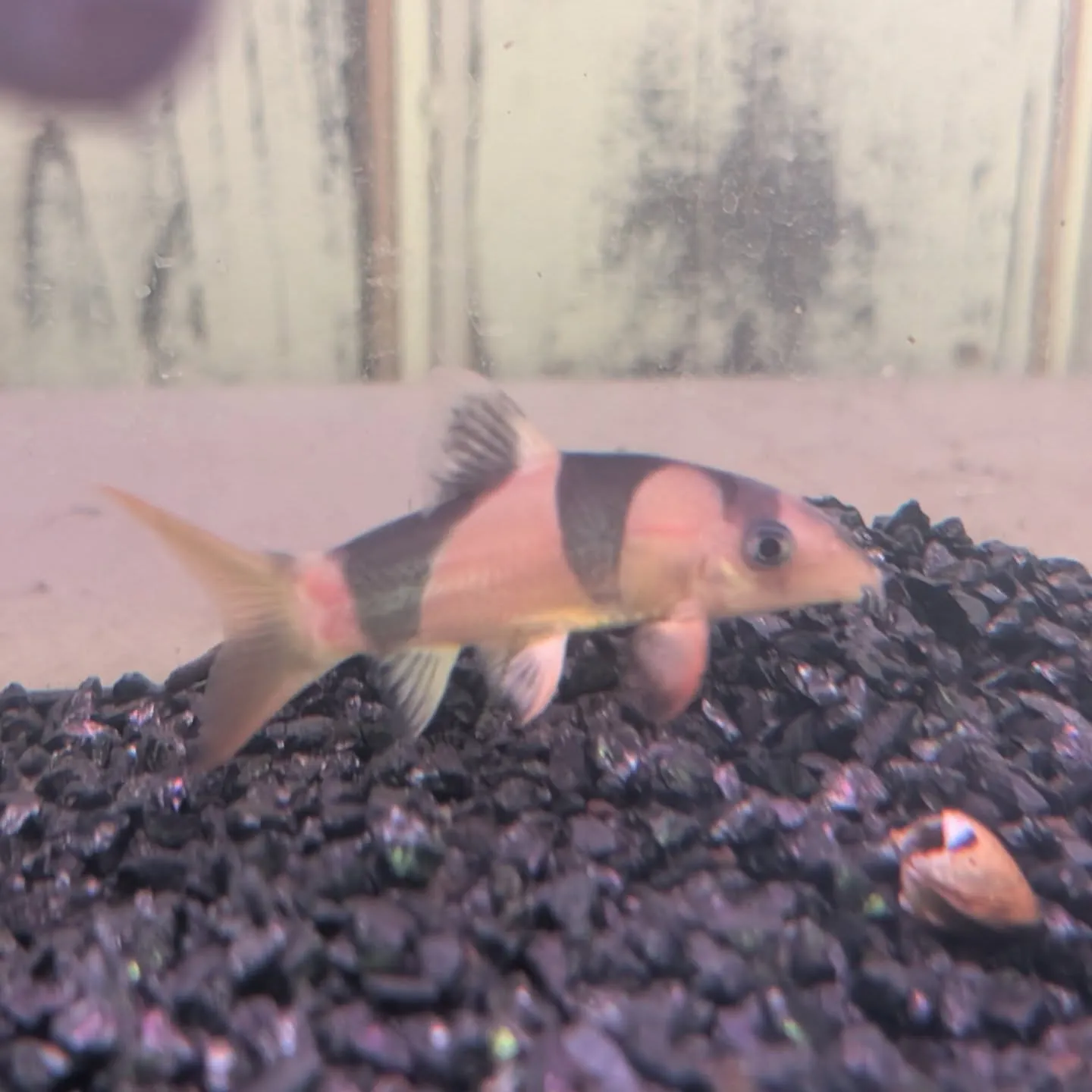 本日の入荷情報✨(金魚、鯉、熱帯魚)