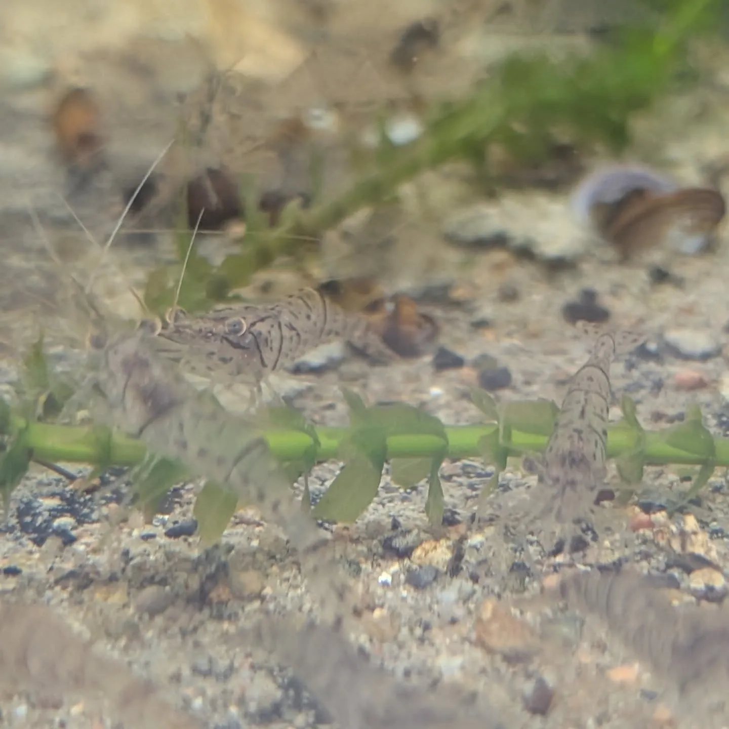 本日の入荷情報✨(金魚、鯉、熱帯魚)