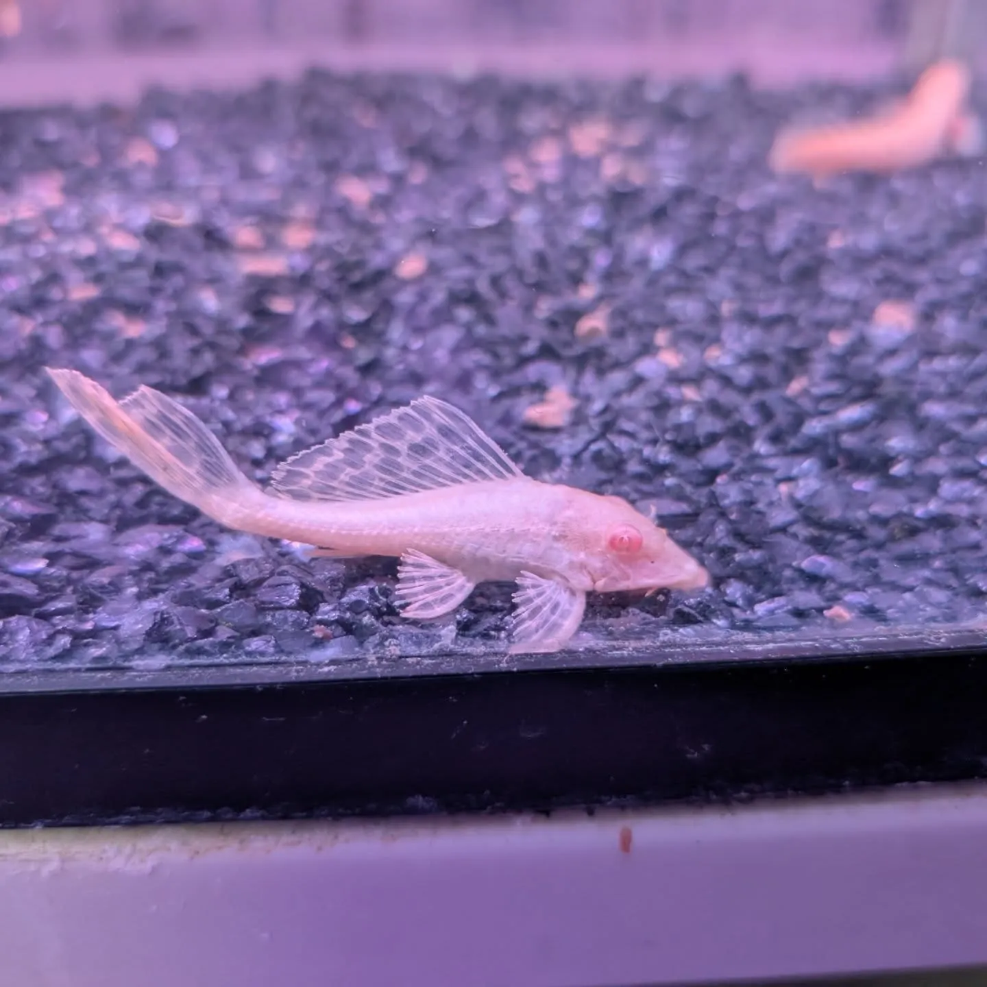 本日の入荷情報✨(熱帯魚)