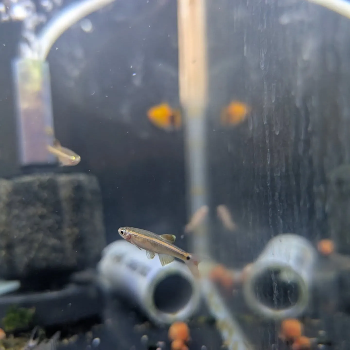 本日の入荷情報✨(熱帯魚)