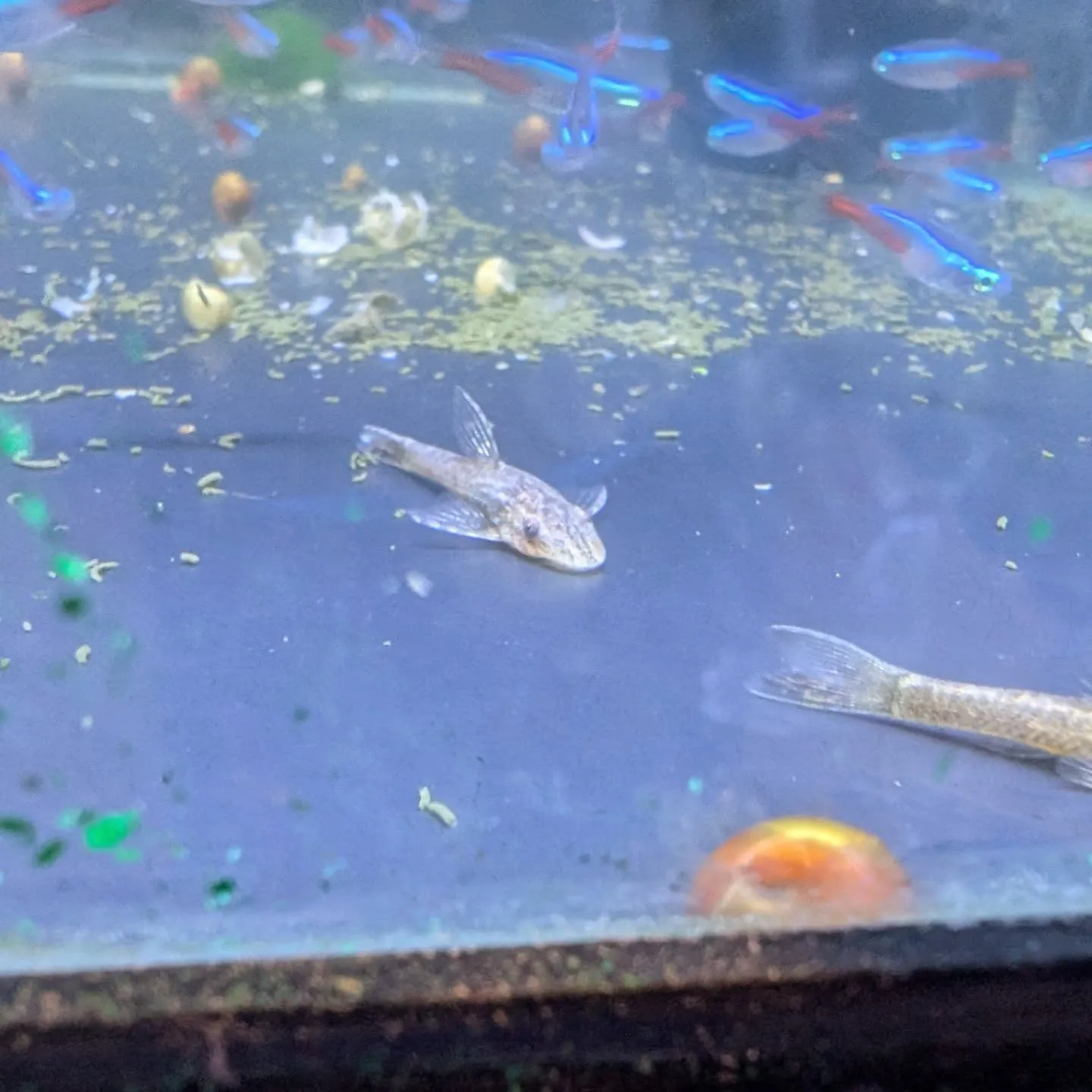 本日の入荷情報✨(熱帯魚)