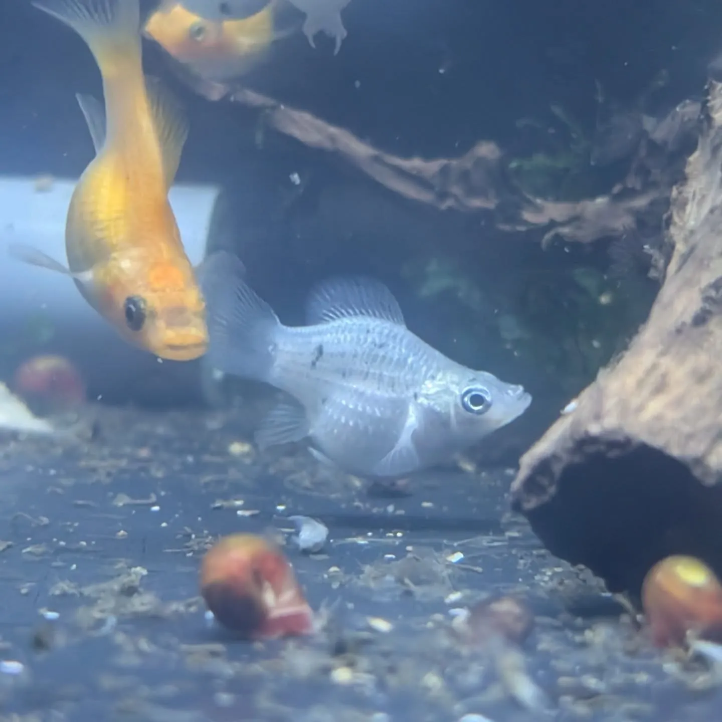 本日の入荷情報✨(熱帯魚)