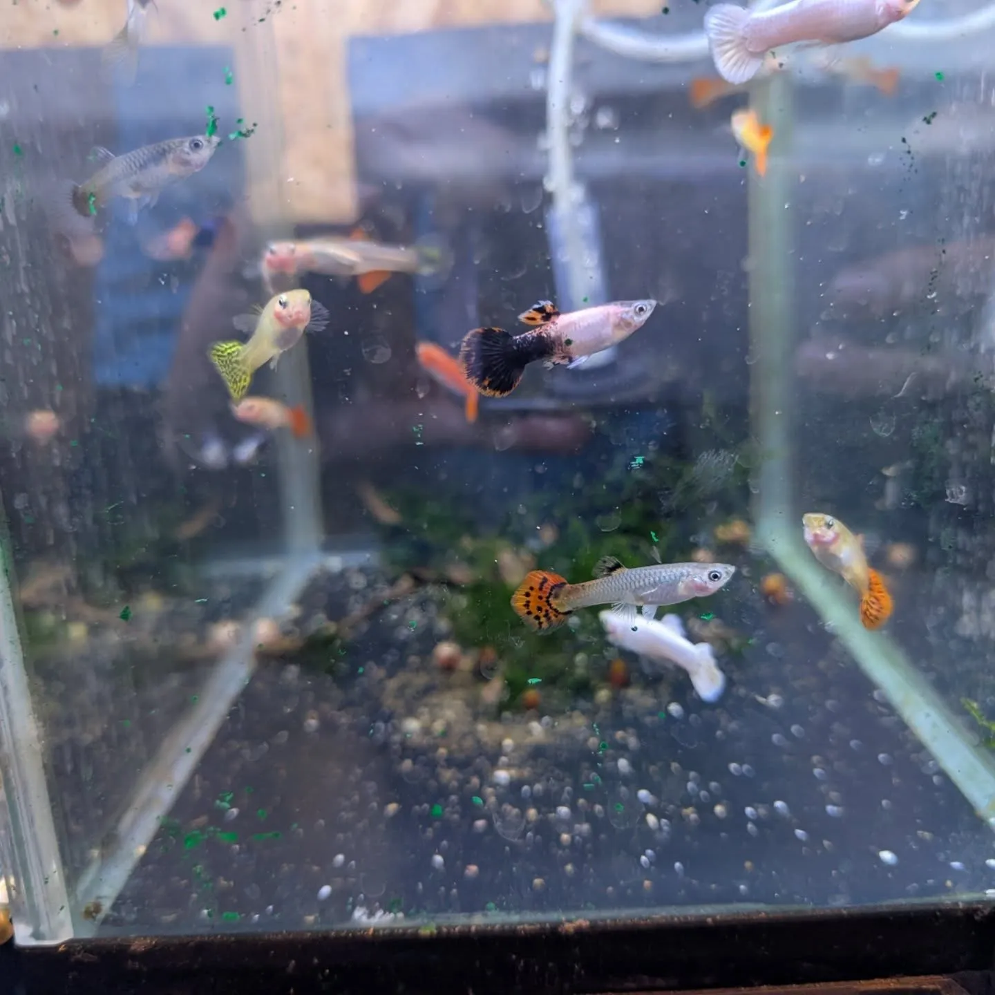 本日の入荷情報✨(熱帯魚)