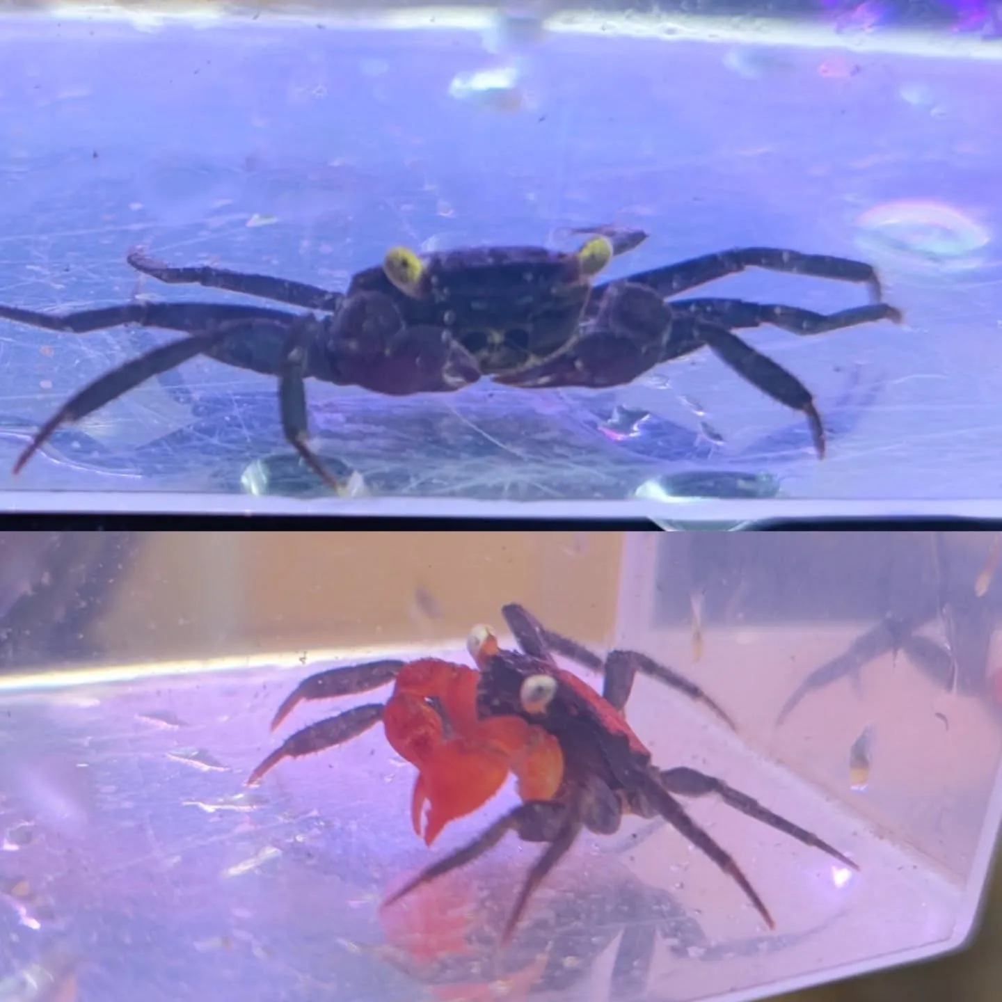 本日の入荷情報✨(カニ、金魚、熱帯魚)