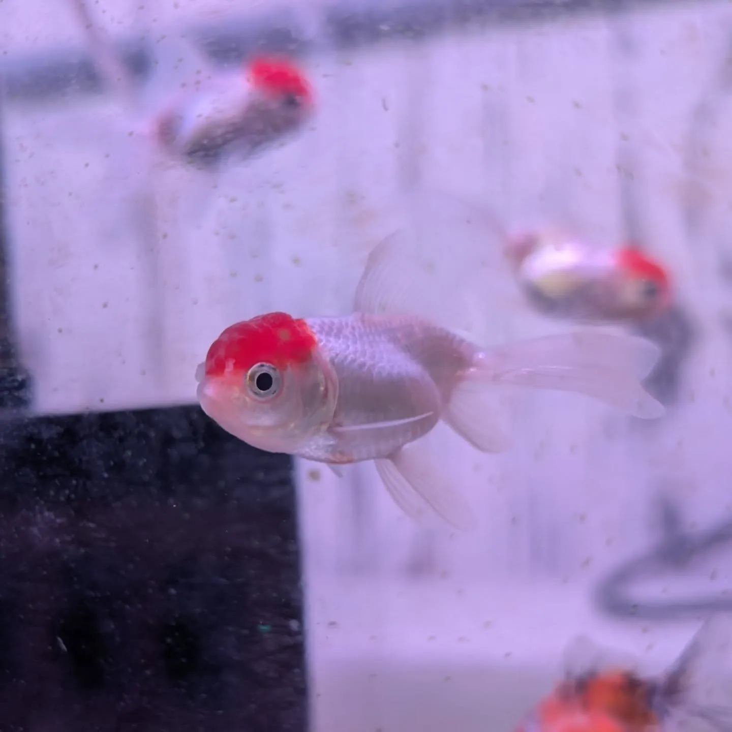 本日の入荷情報✨(カニ、金魚、熱帯魚)