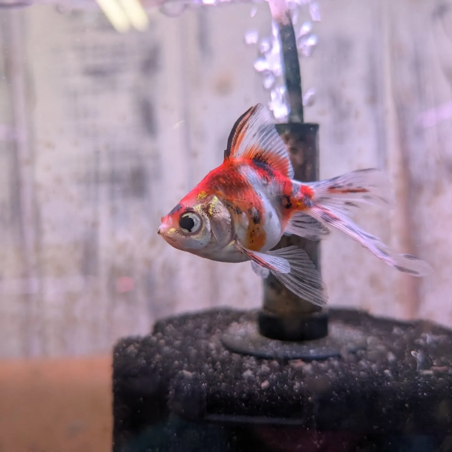 本日の入荷情報✨(カニ、金魚、熱帯魚)